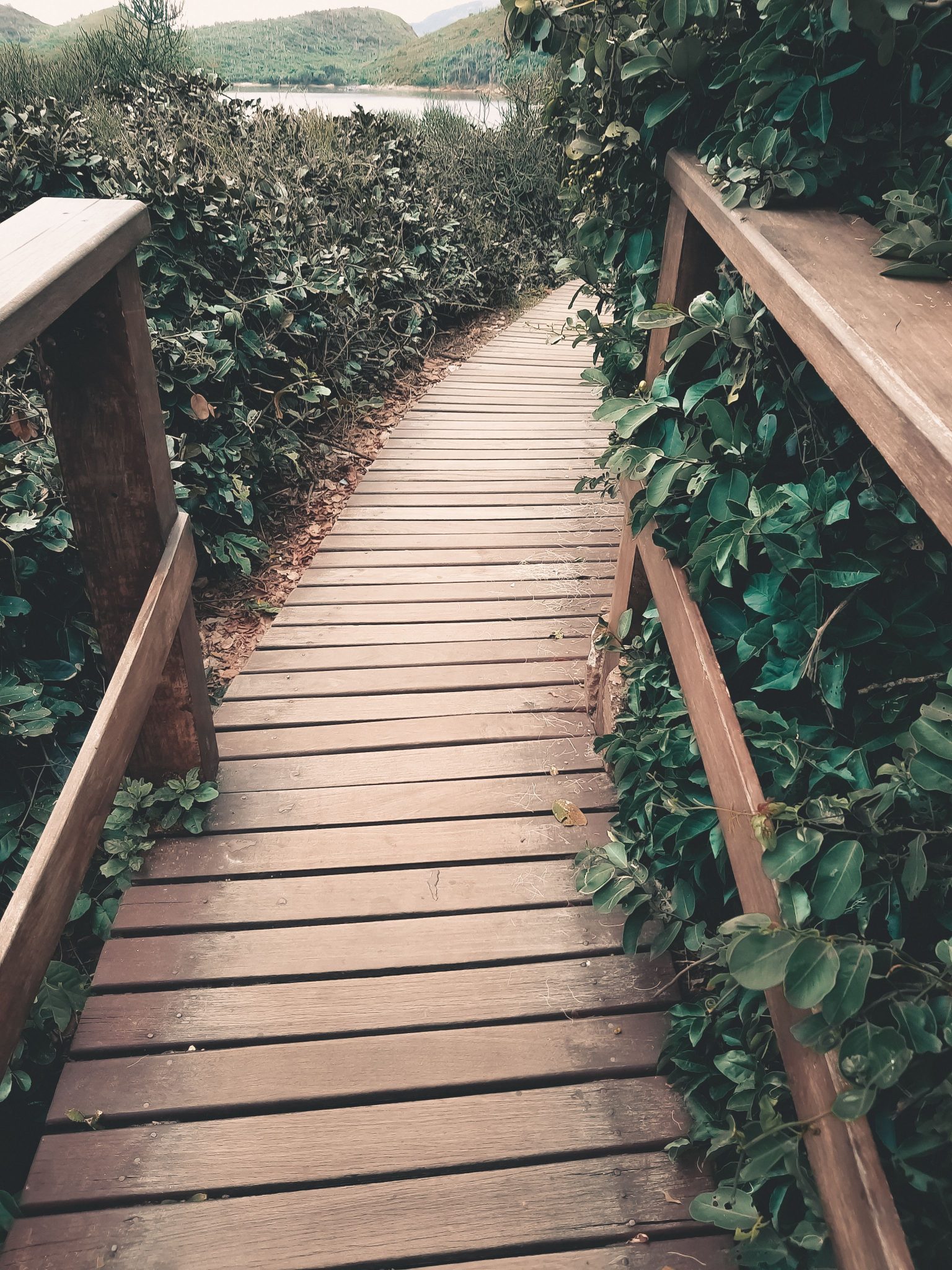 A tranquil wooden boardwalk surrounded by lush greenery leading to a distant view.