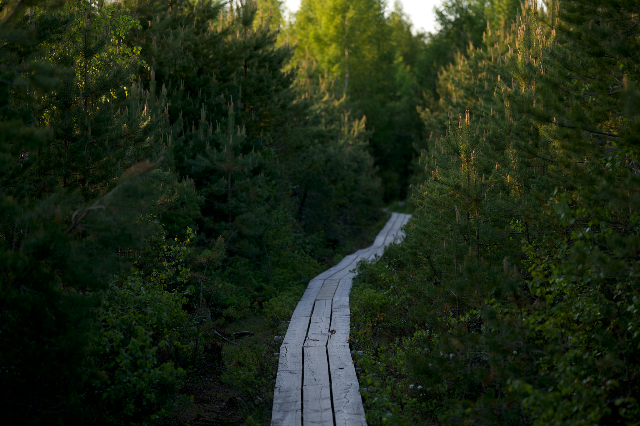 A tranquil wooden boardwalk winding through dense evergreen forest in daylight.