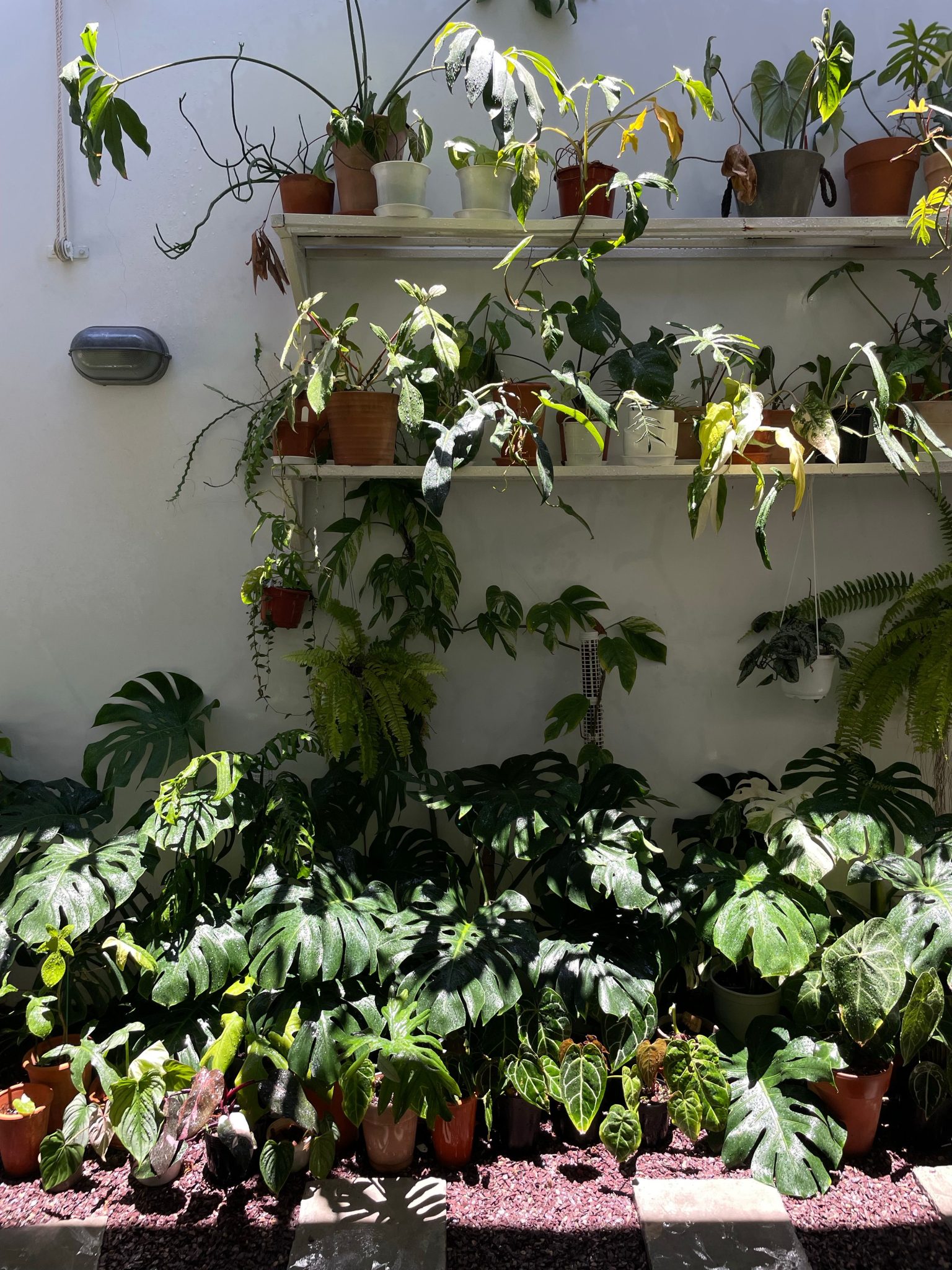 A vibrant display of various houseplants on a sunny indoor wall shelf.