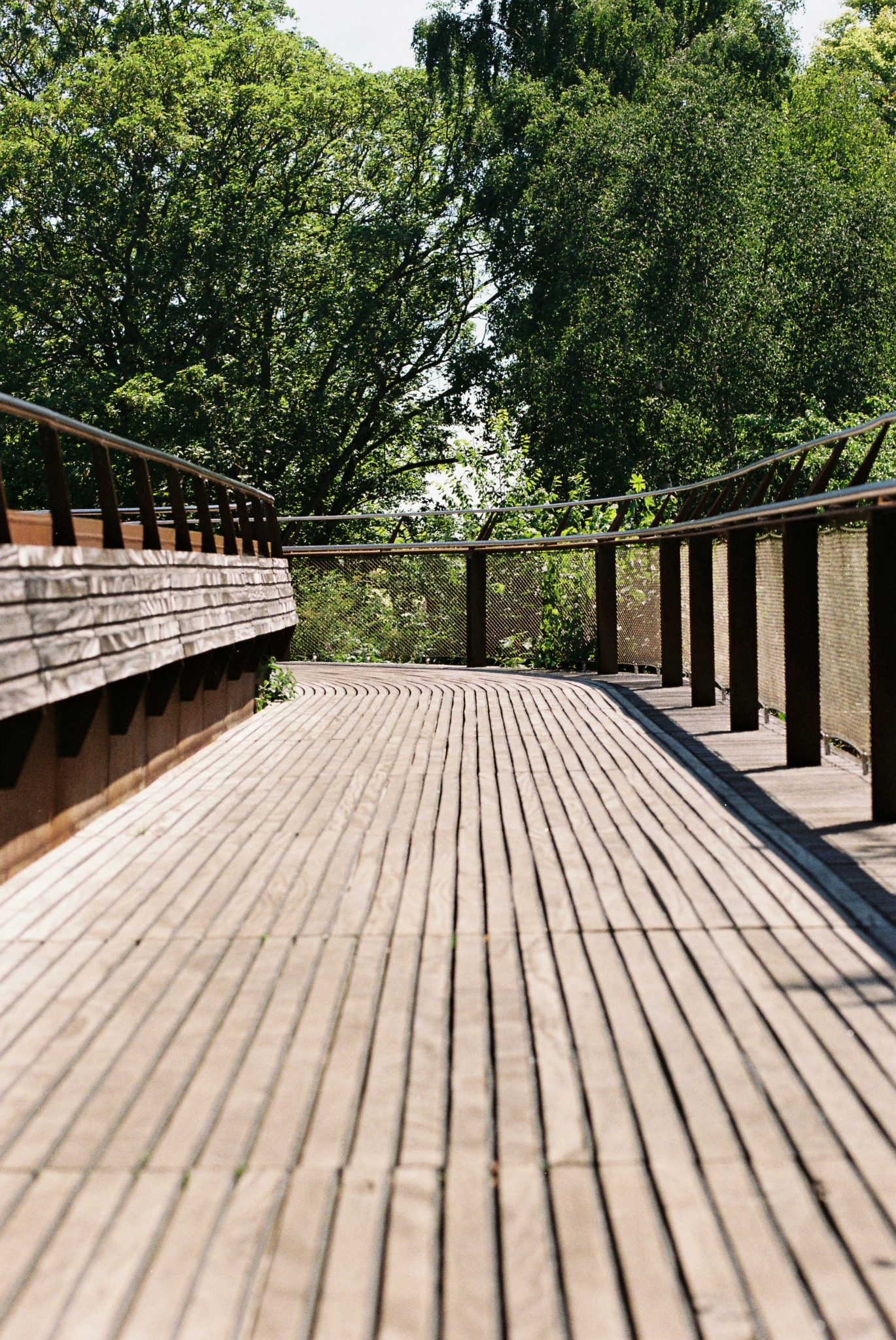 A wooden boardwalk curves through lush green treetops under bright summer sunlight.