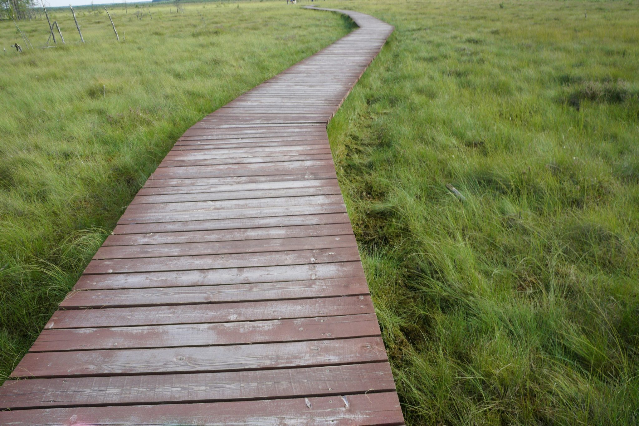 a wooden walkway in a grassy field