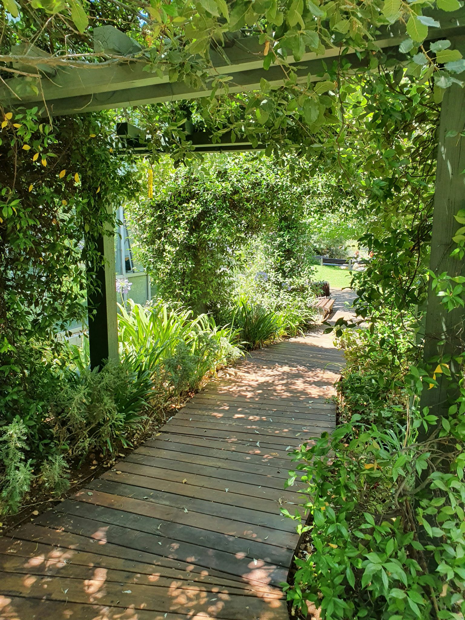 a wooden walkway surrounded by greenery and trees