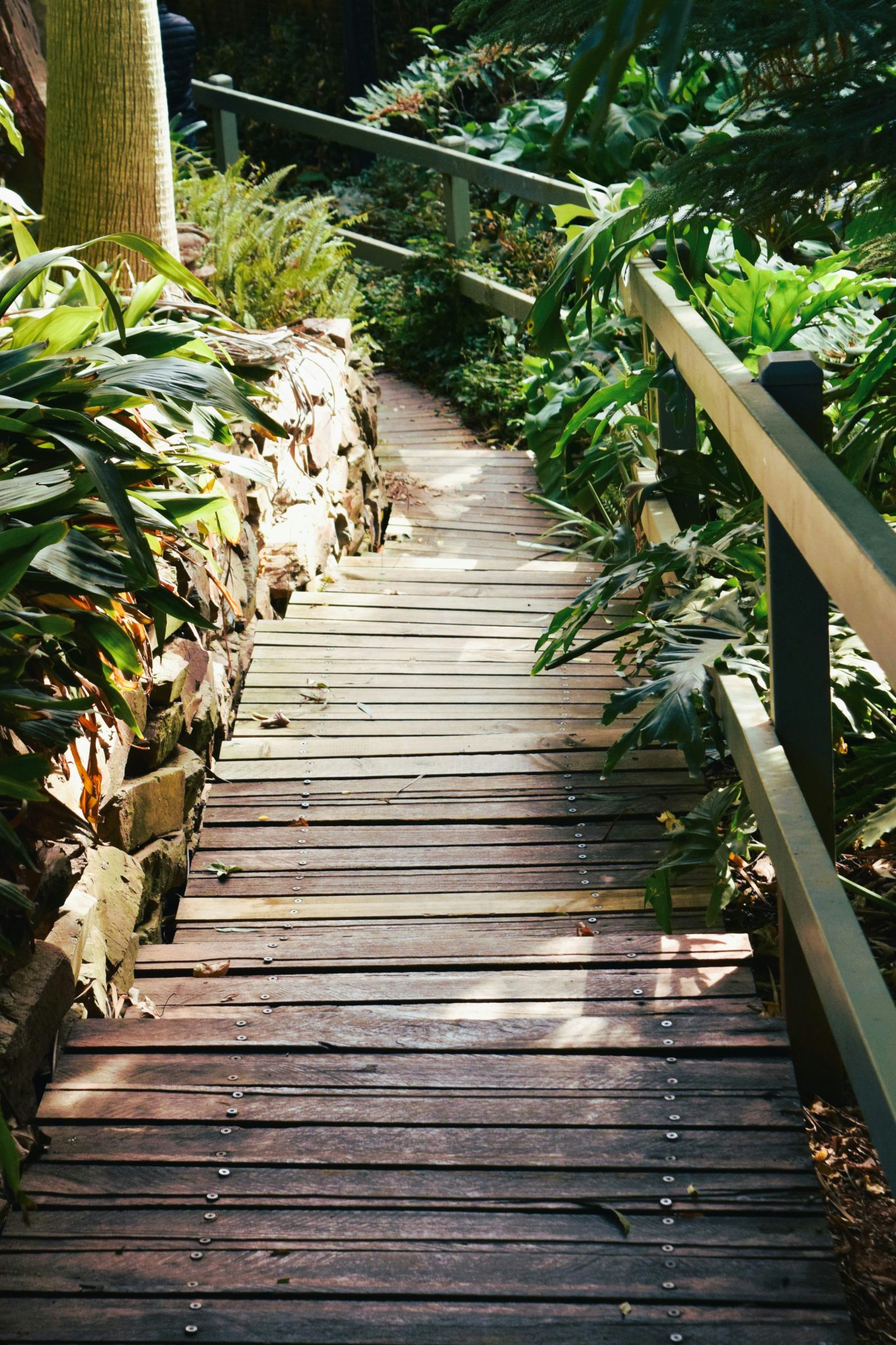 a wooden walkway surrounded by lots of plants