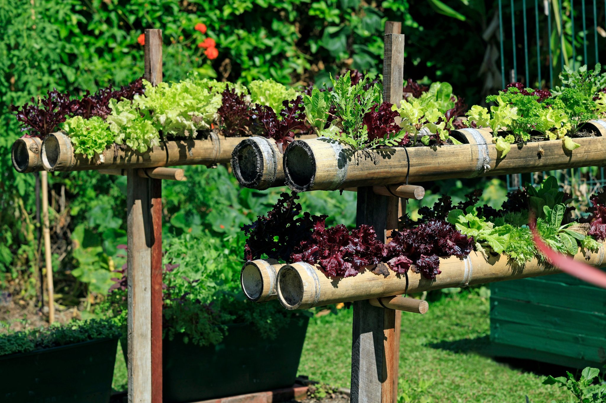 An interesting vertical garden, growing herbs in bamboo, at a community garden in Cairns, Australia.