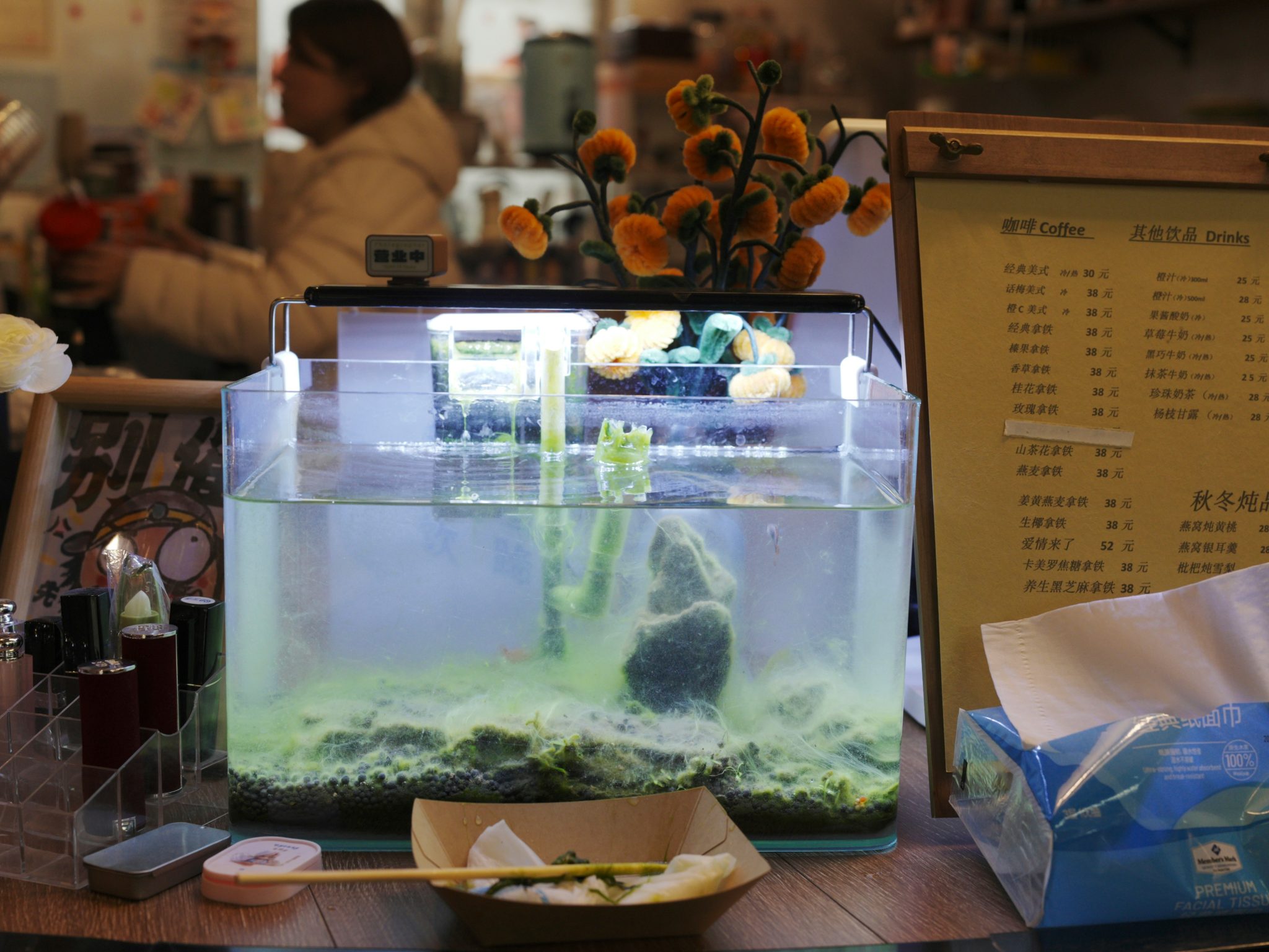 Aquarium with plants and fish on a counter.