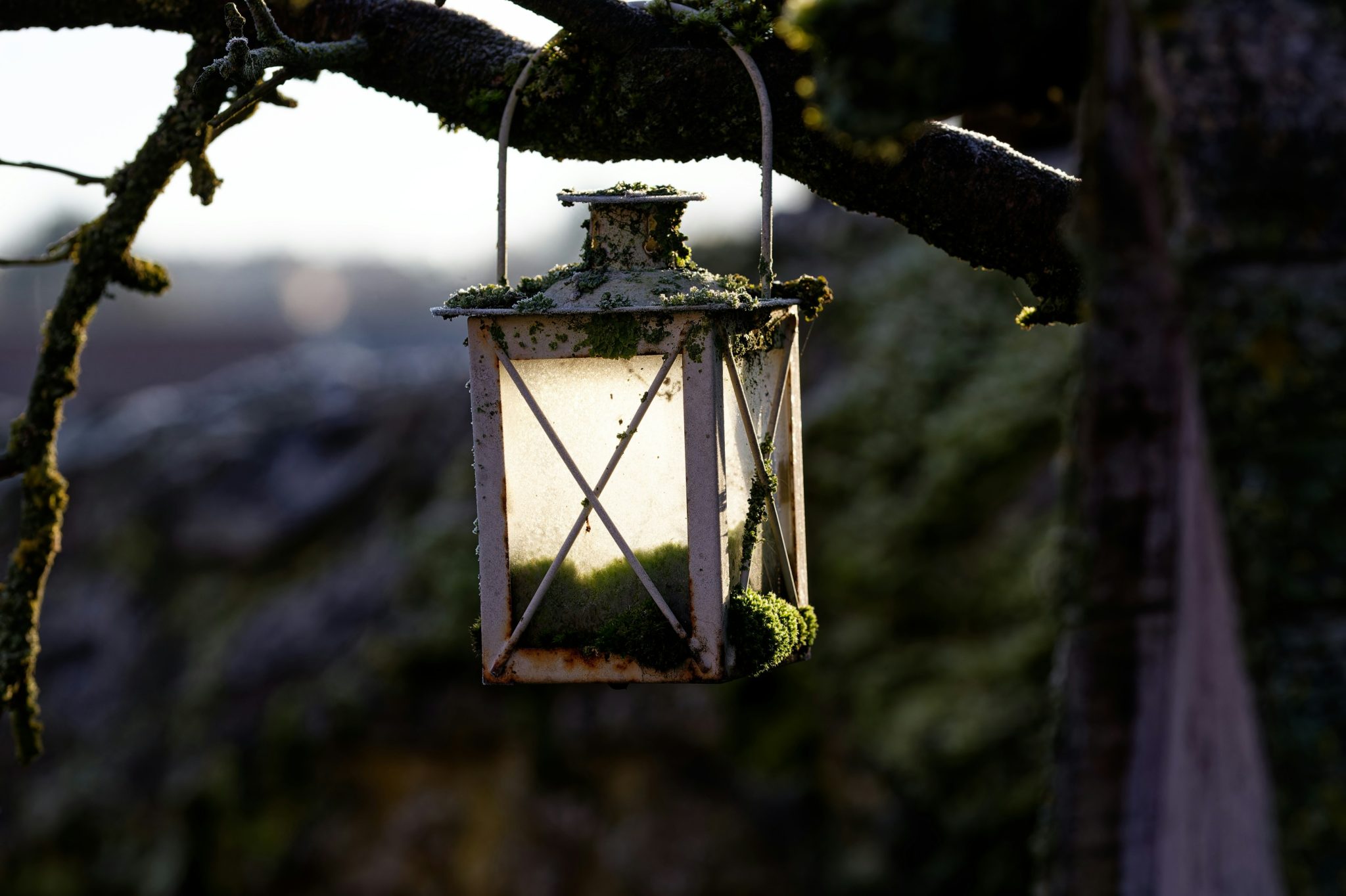 Close up of a lantern hanging in a tree