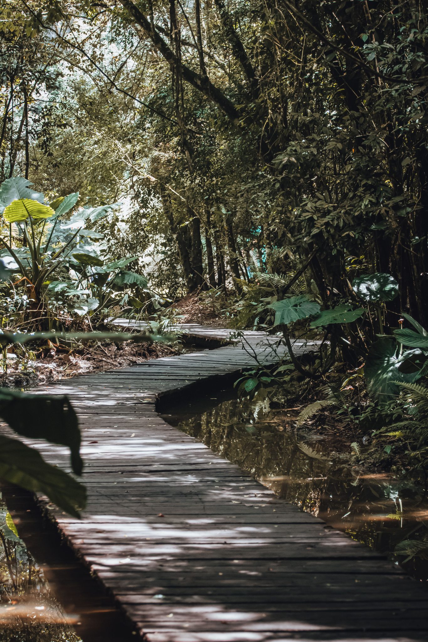 Experience tranquility on a wooden path through a dense, green forest. Perfect for nature and travel themes.