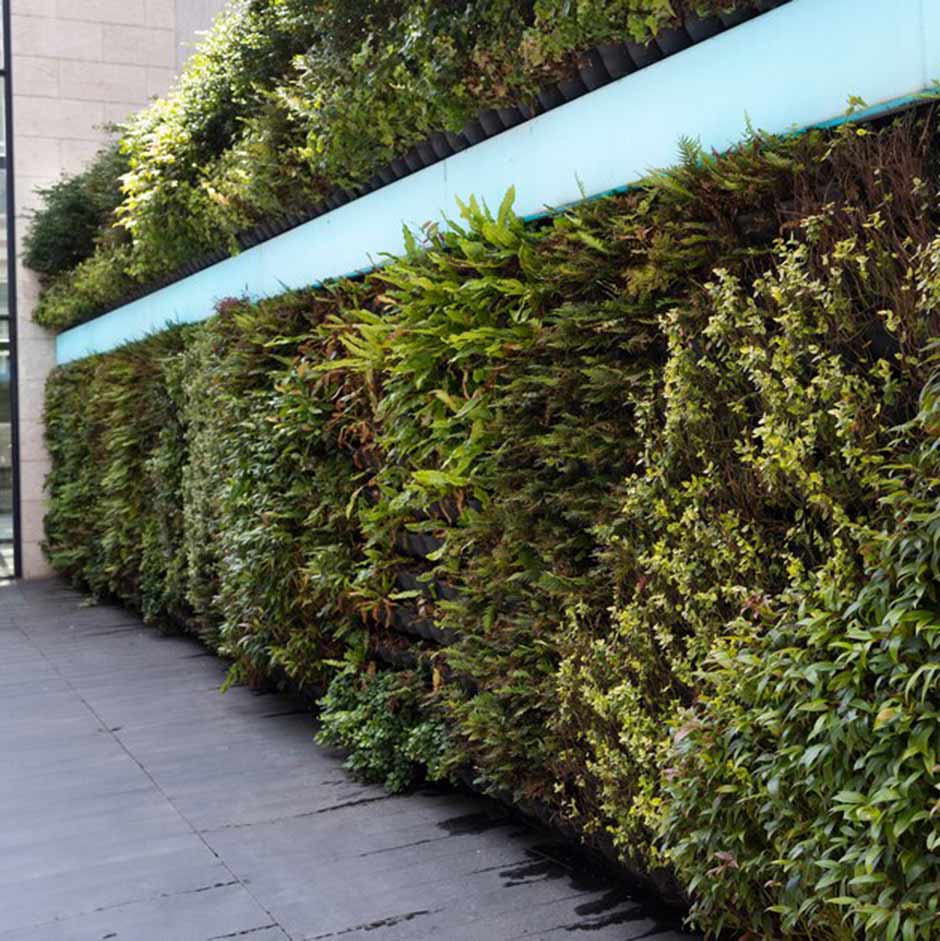 Green Walls: Vertical Gardening Ideas | RHS Advice
