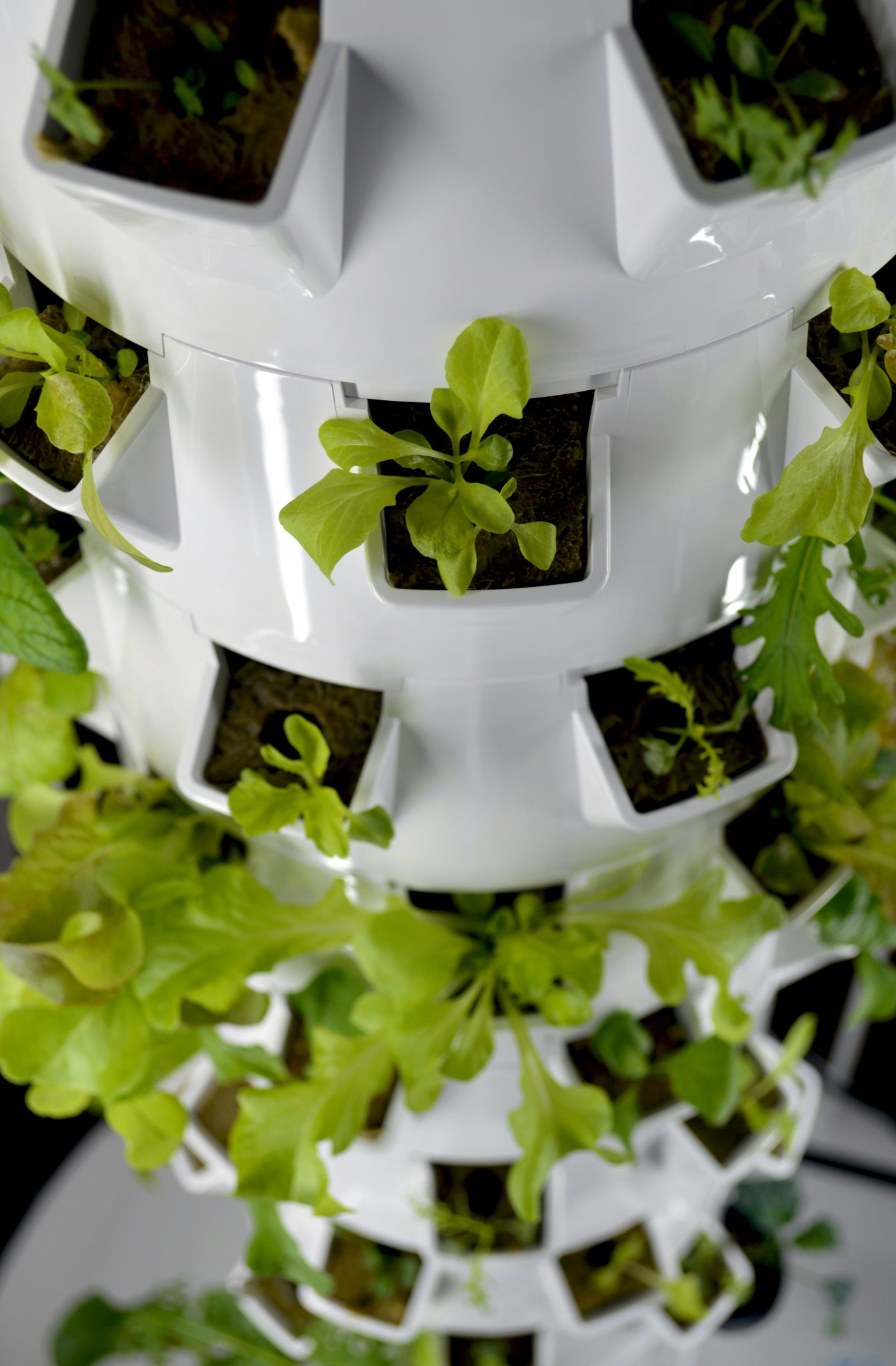 I am in love with my vertical garden ! For more infos visit this page on my website : https://www.nadineprimeau.com/tower-garden-autonomie-alimentaire