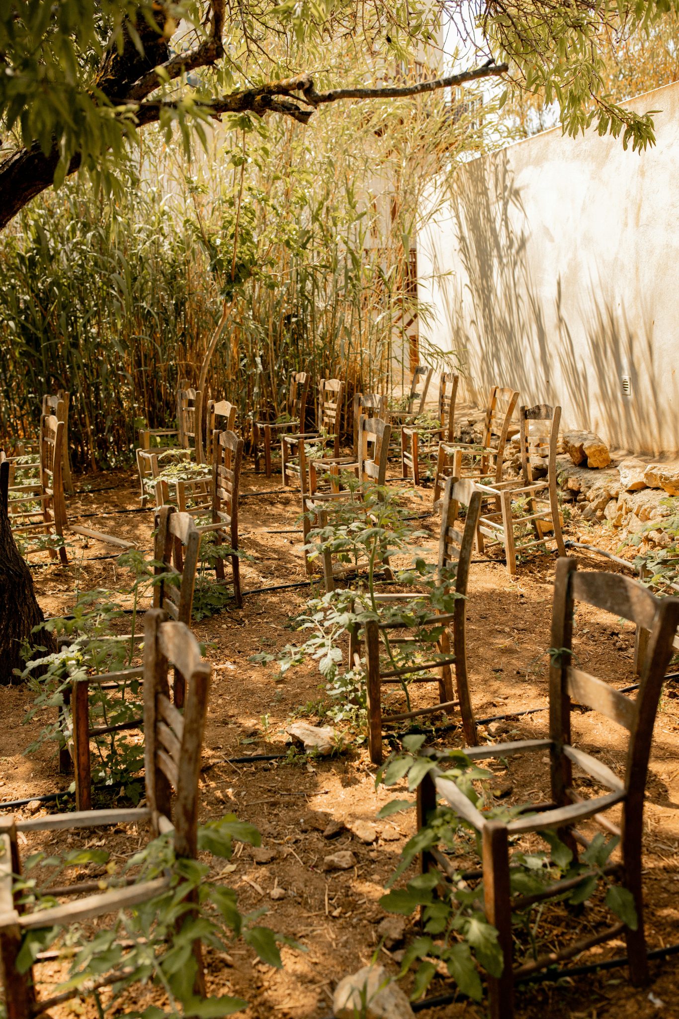 Overgrown wooden chairs arranged in a rustic garden