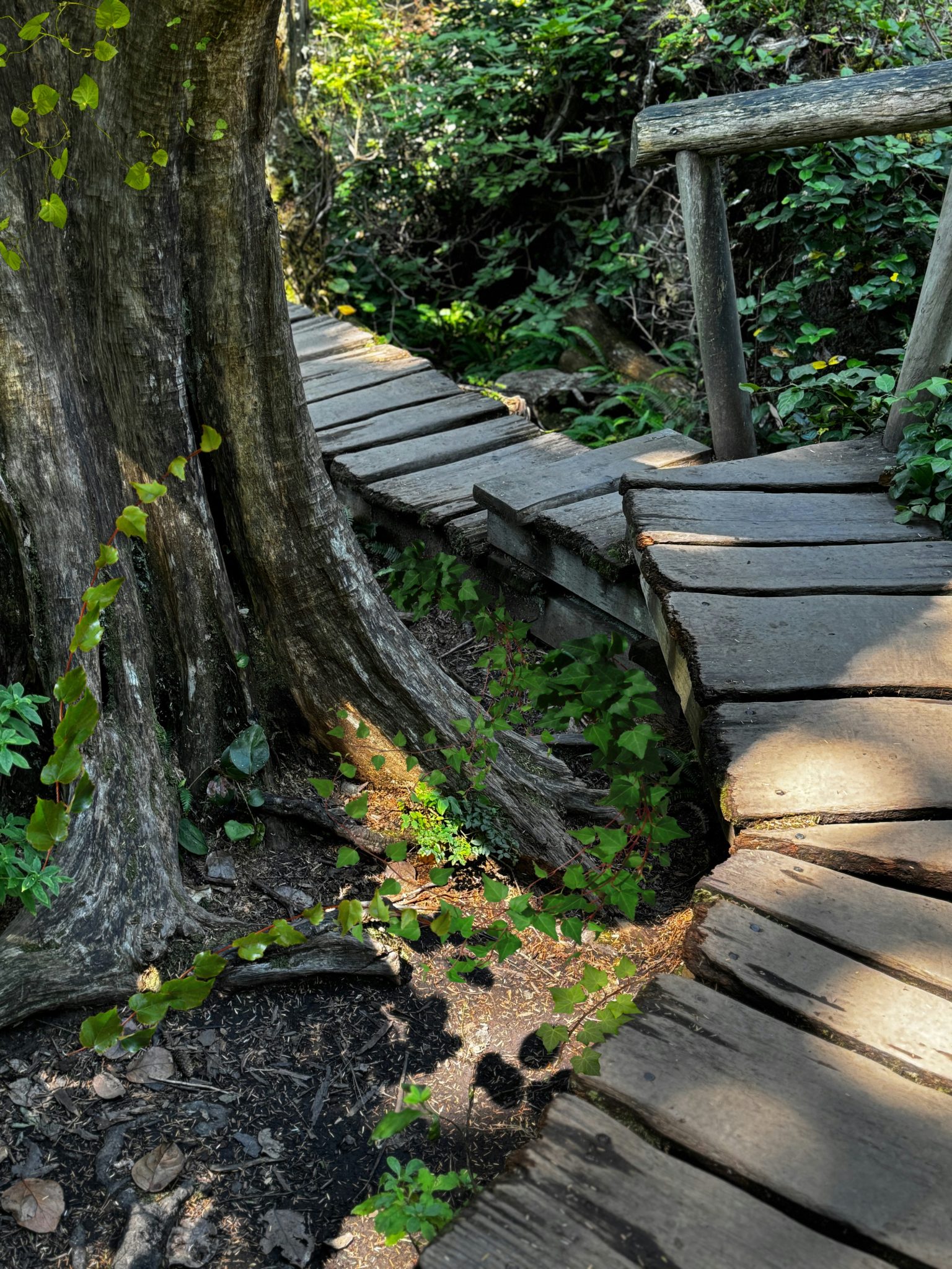 Patches of sun are on an old wooden boardwalk through the rainforest in the PNW in August.