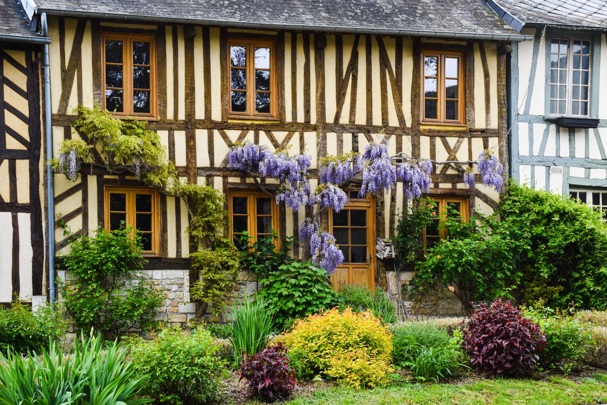 Picturesque Normandy half-timbered house with blooming wisteria and lush garden.