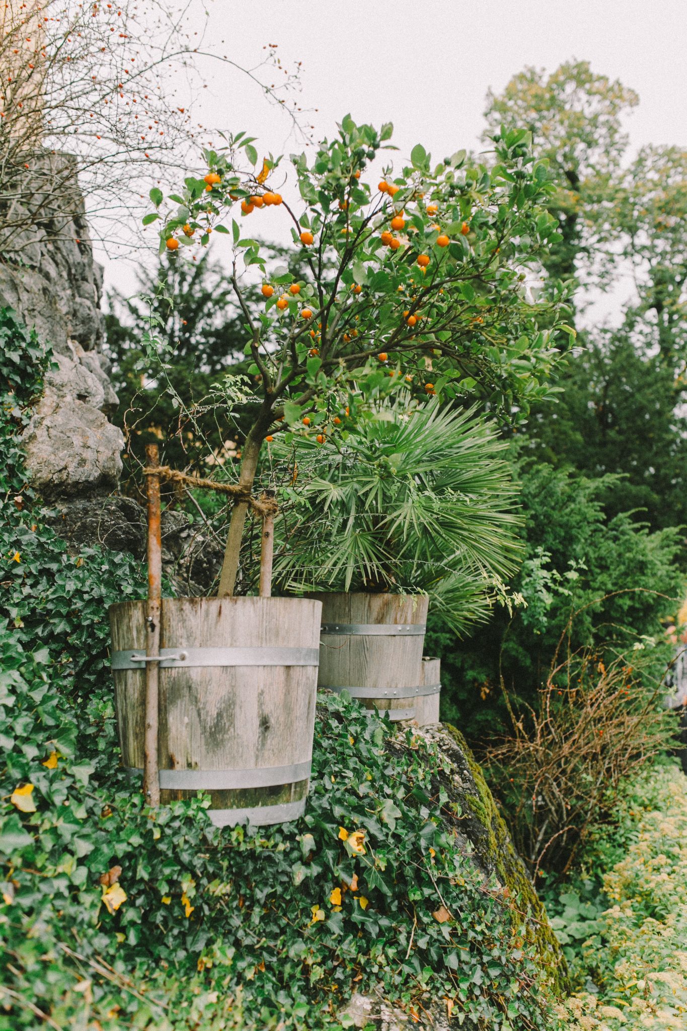 Rustic scene of wooden planters with lush, vibrant greenery and orange berries outdoors.