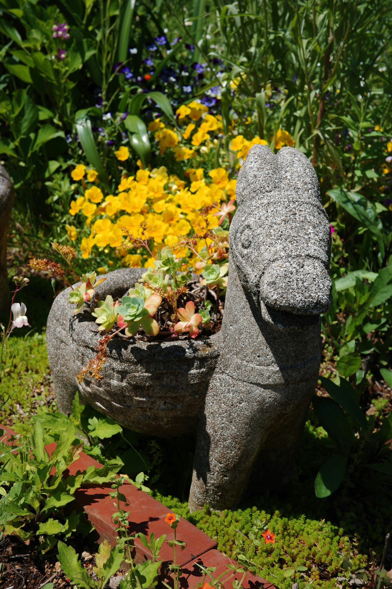 Stone donkey planter filled with succulents in garden