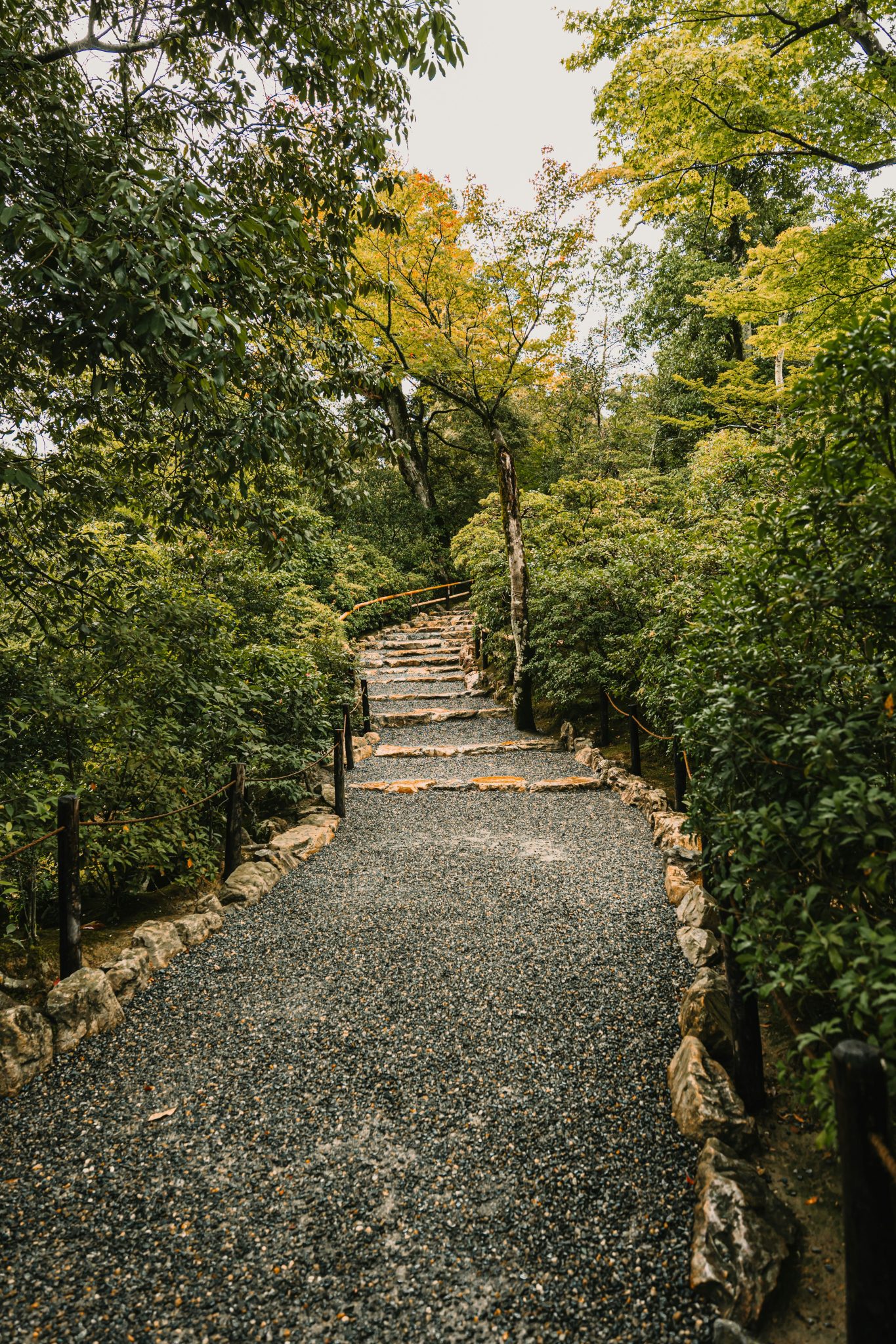 Stone steps ascend through a lush green forest path.