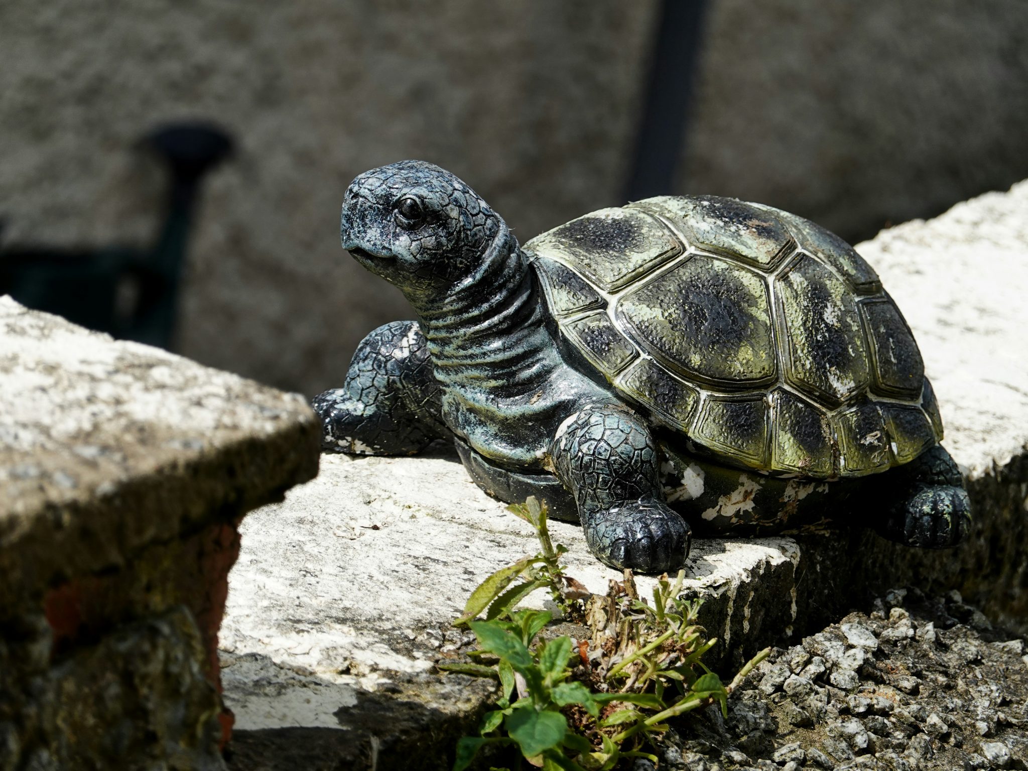Stone turtle statue on a weathered stone wall.