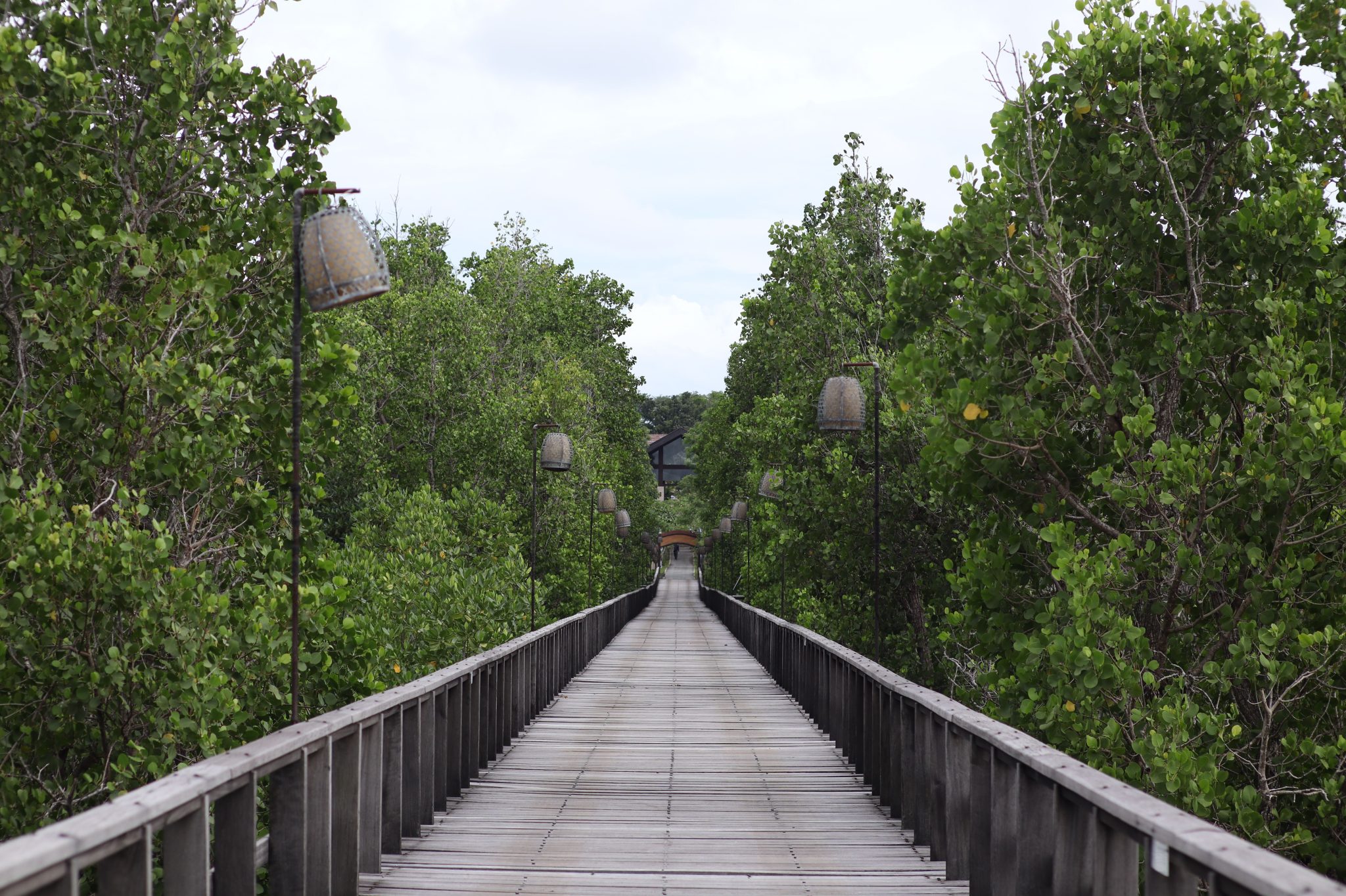 Tranquil boardwalk through lush mangrove forest in North Sulawesi, Indonesia.