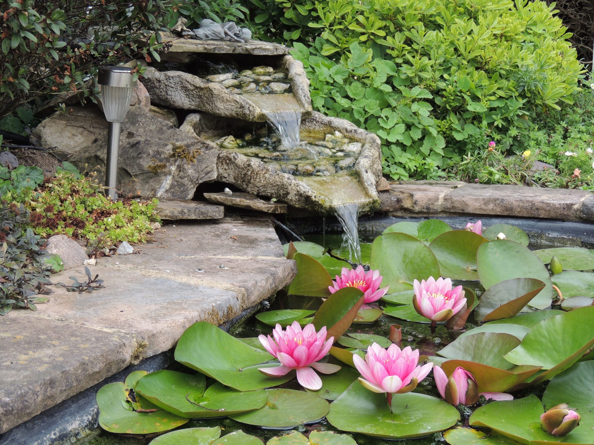 Tranquil garden pond featuring vibrant pink water lilies and a cascading stone waterfall.