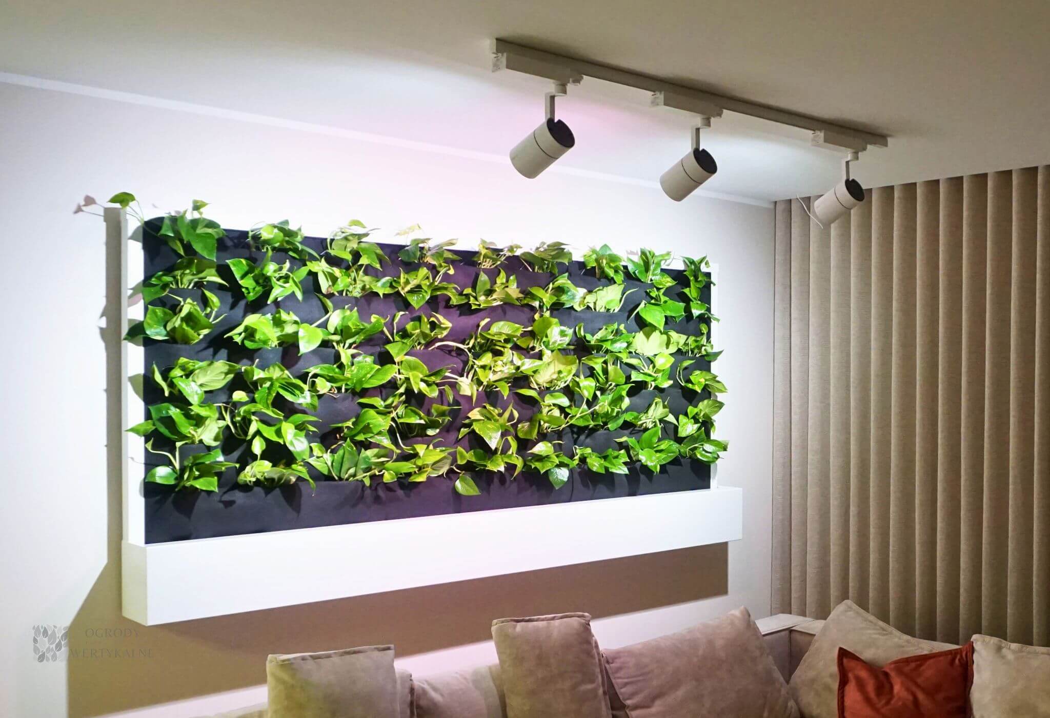 Vertical garden – indoor - green wall in a room