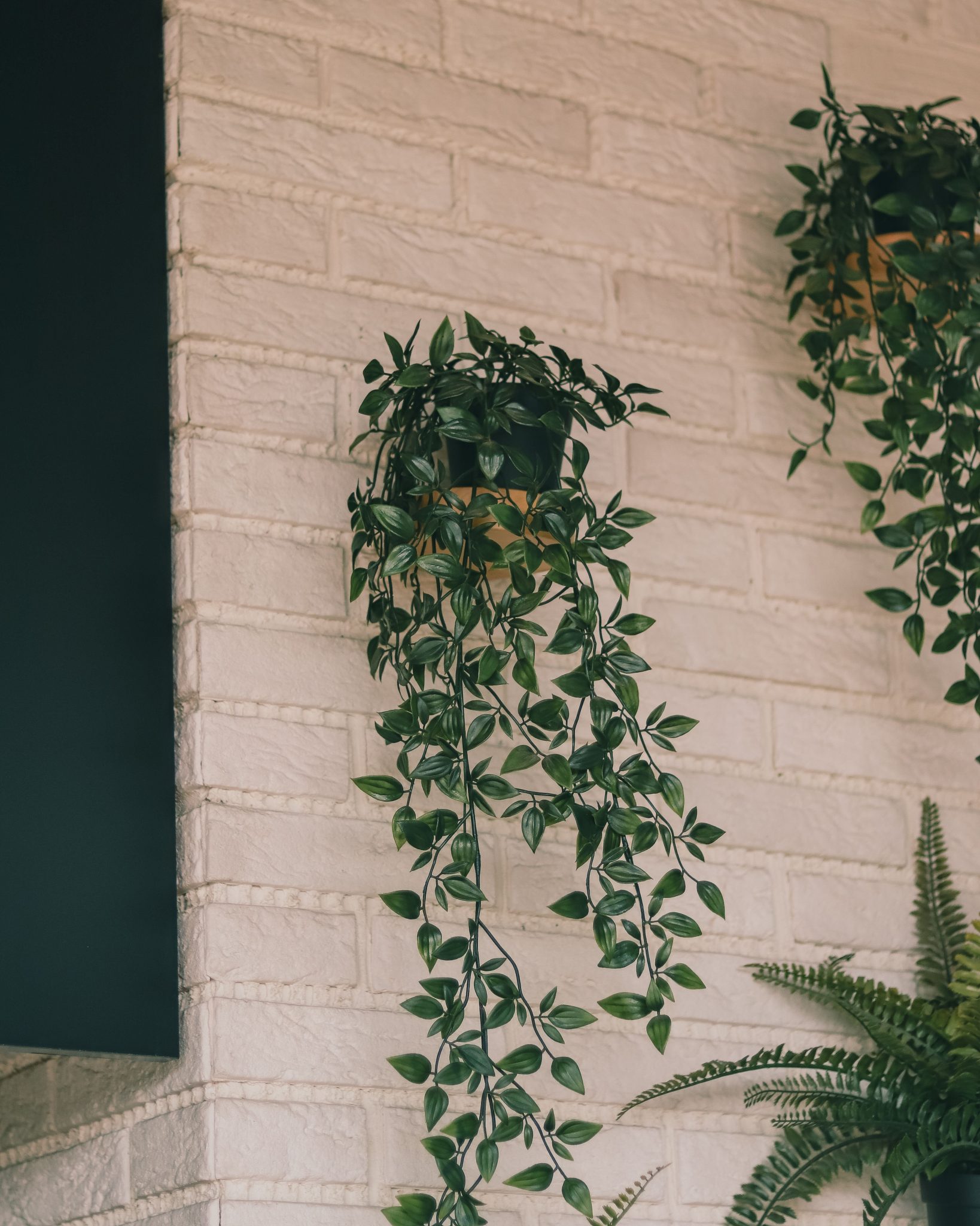 Vertical indoor plants hanging against a white brick wall for urban decor.