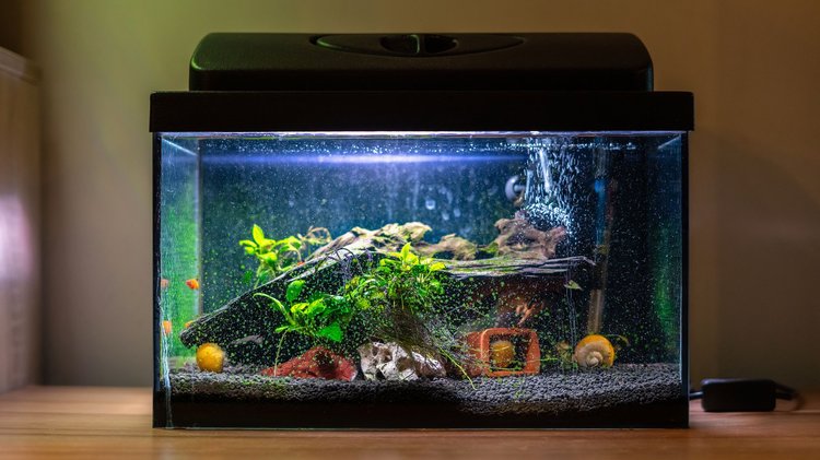 Why the Nano Tank Trend is Making a Splash | Designs & Ideas on Dornob