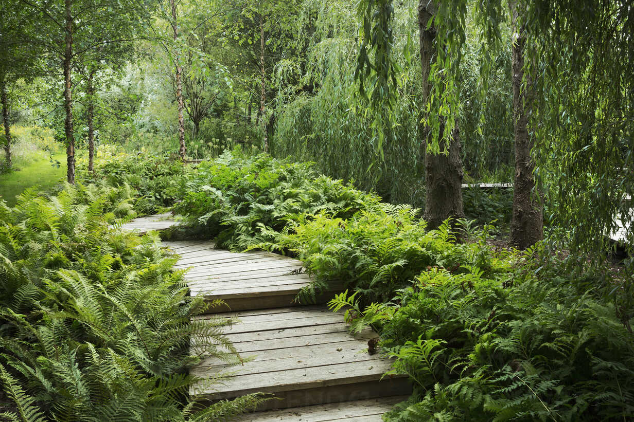 Willow trees and fern growing around curved wooden boardwalk in a garden. stock photo