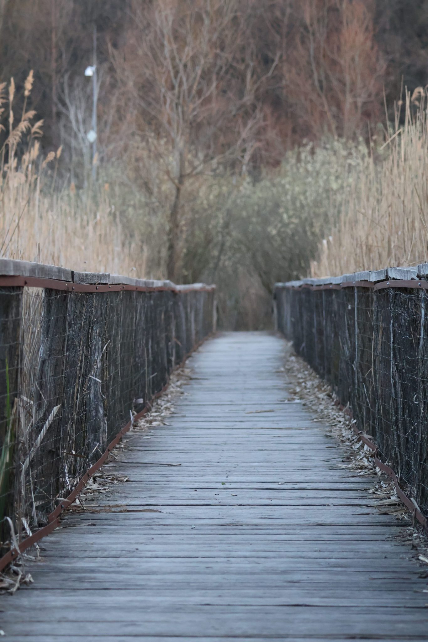 Wooden boardwalk through a serene forest setting, ideal for nature lovers.