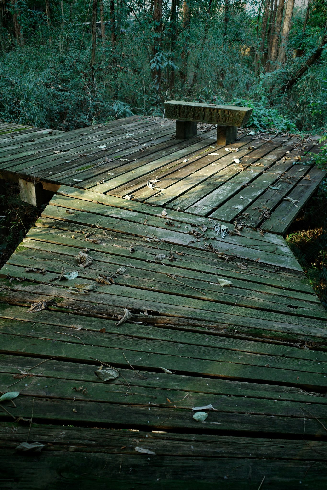 Wooden deck with bench in a lush green forest