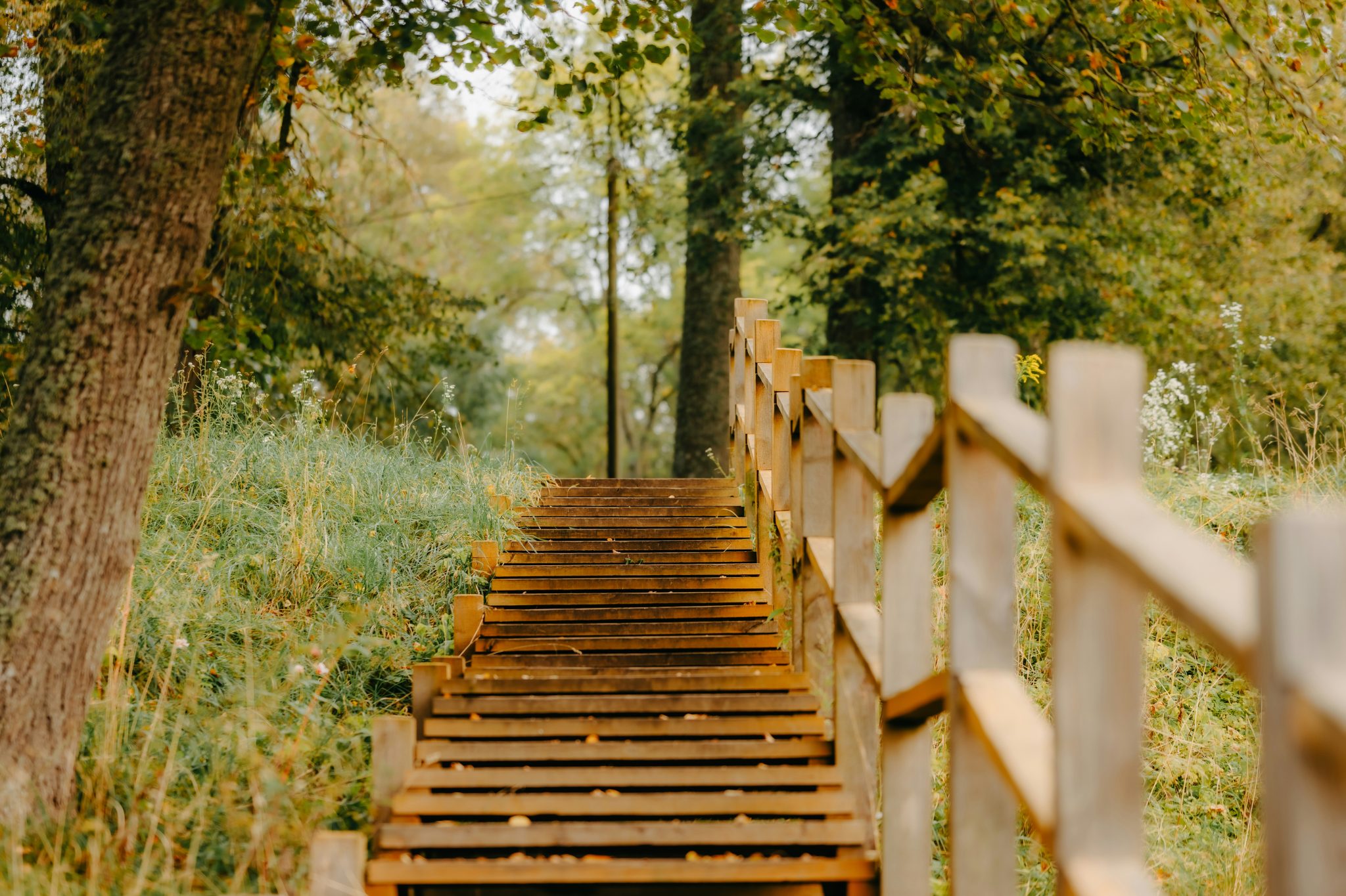 Wooden stairs leading up through a leafy forest.