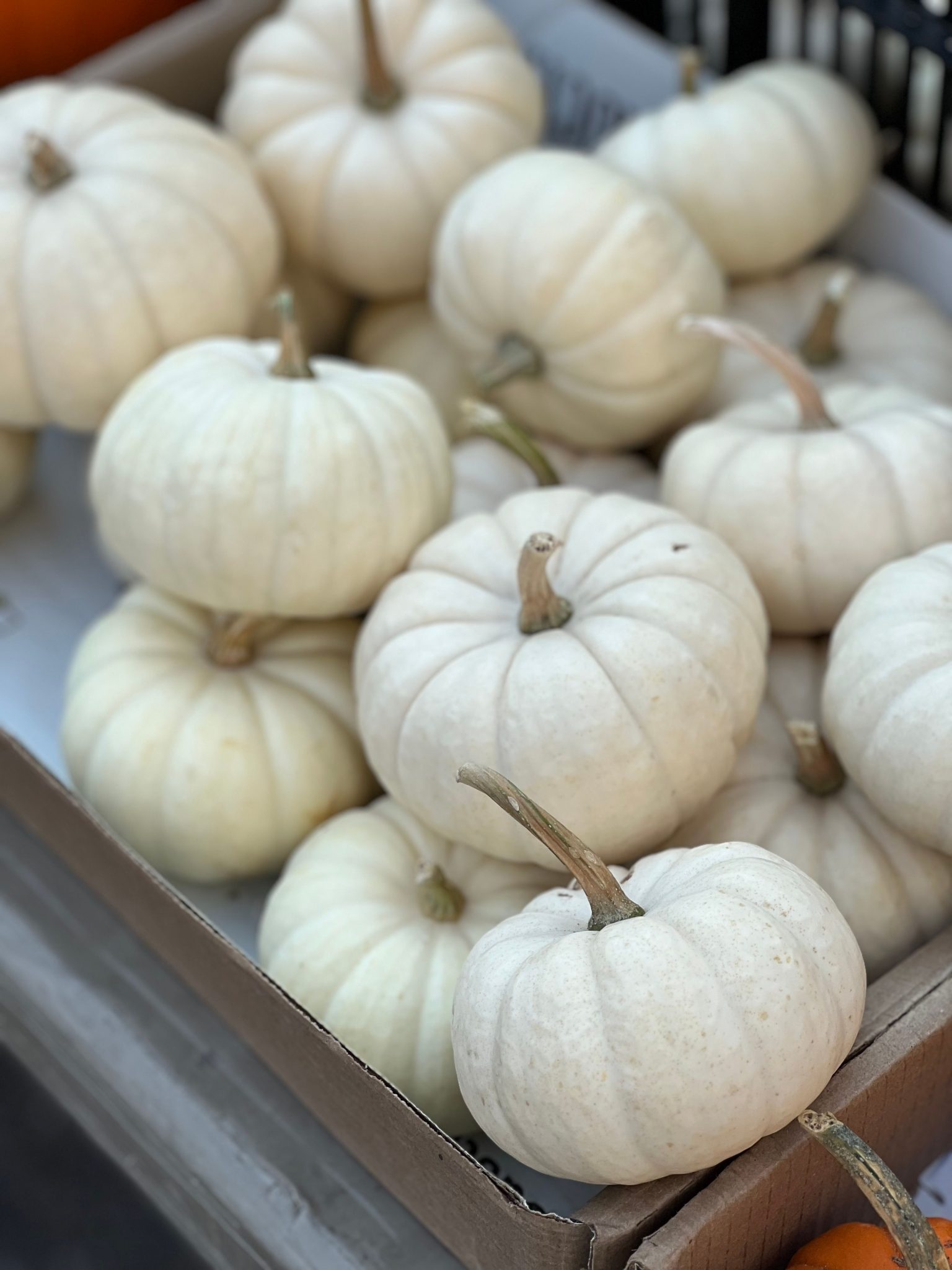 A collection of white pumpkins suitable for seasonal autumn decorations.