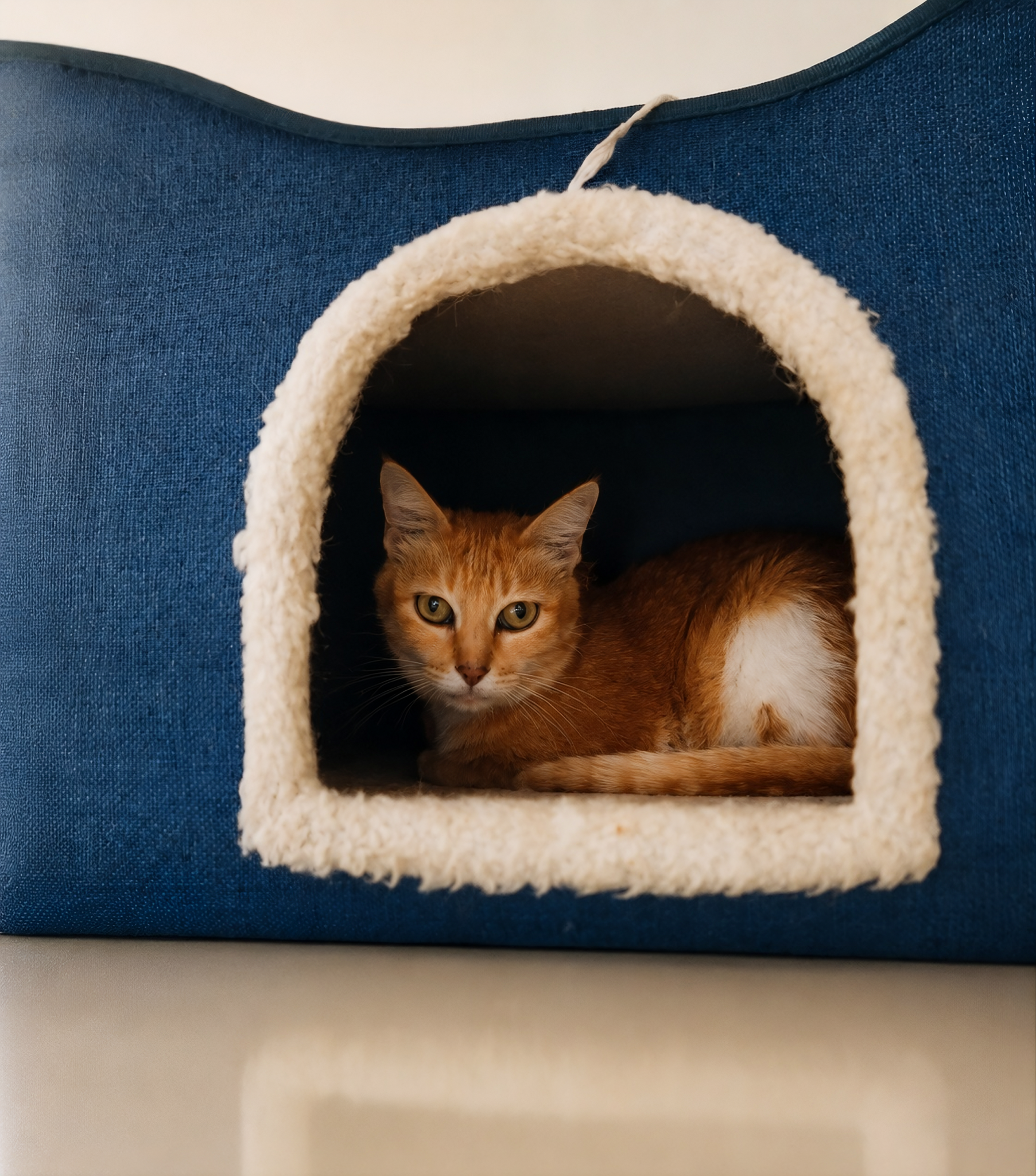 A ginger cat comfortably nestled inside a blue and beige cat house.