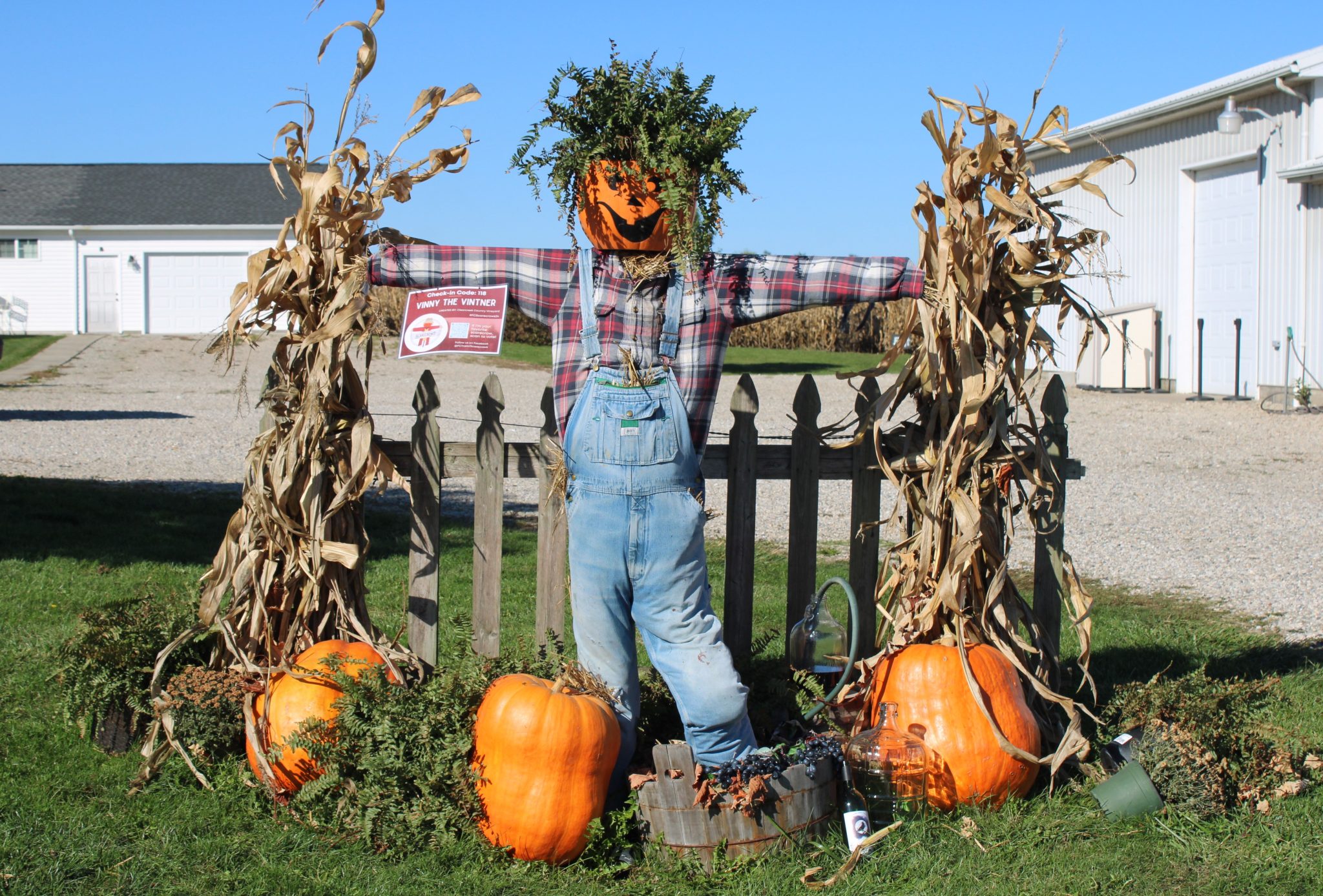 A scarecrow with a pumpkin head stands amidst pumpkins and cornstalks, perfect for Halloween decor.