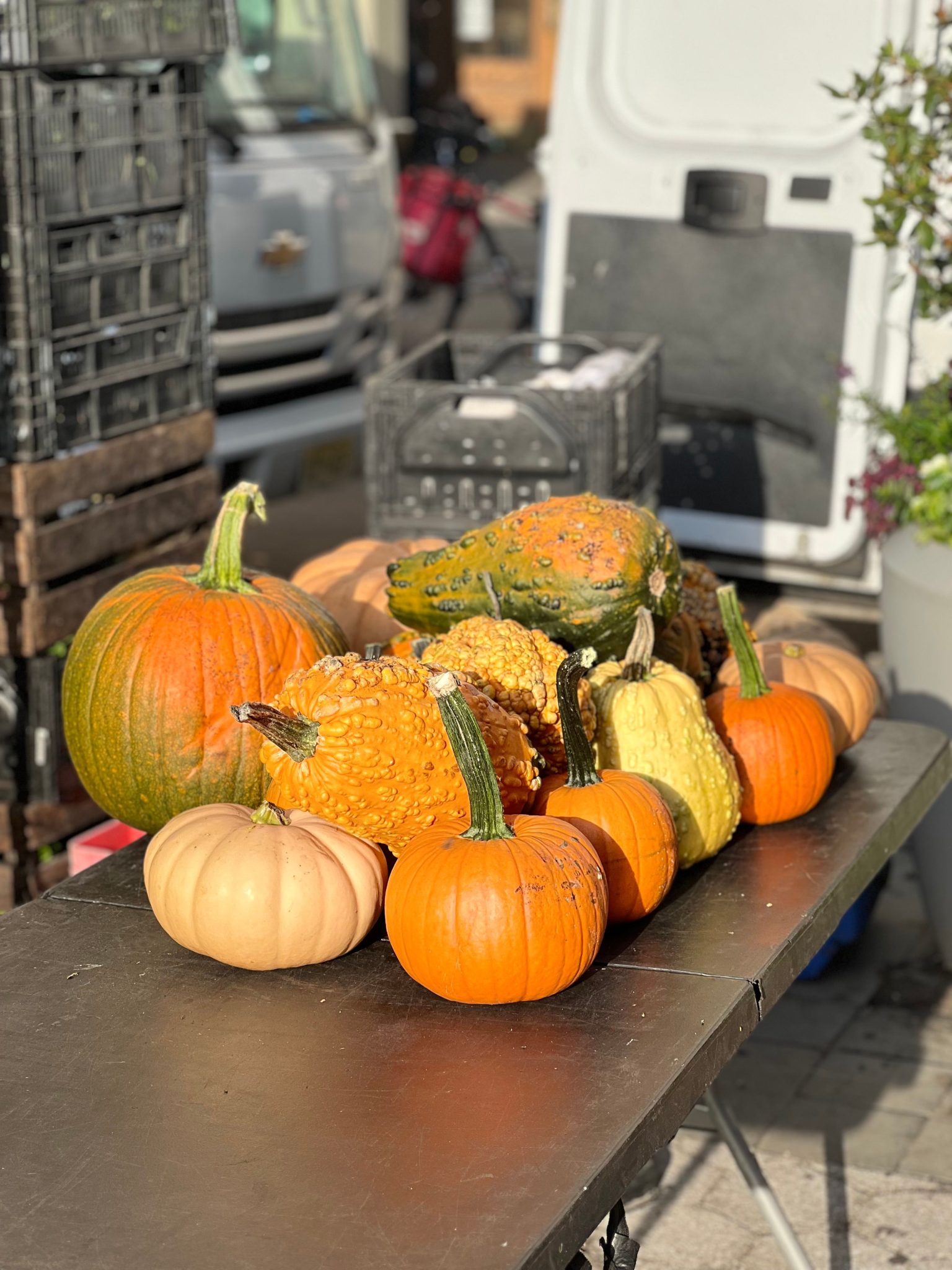 A variety of colorful gourds and pumpkins displayed on a table at an outdoor market.
