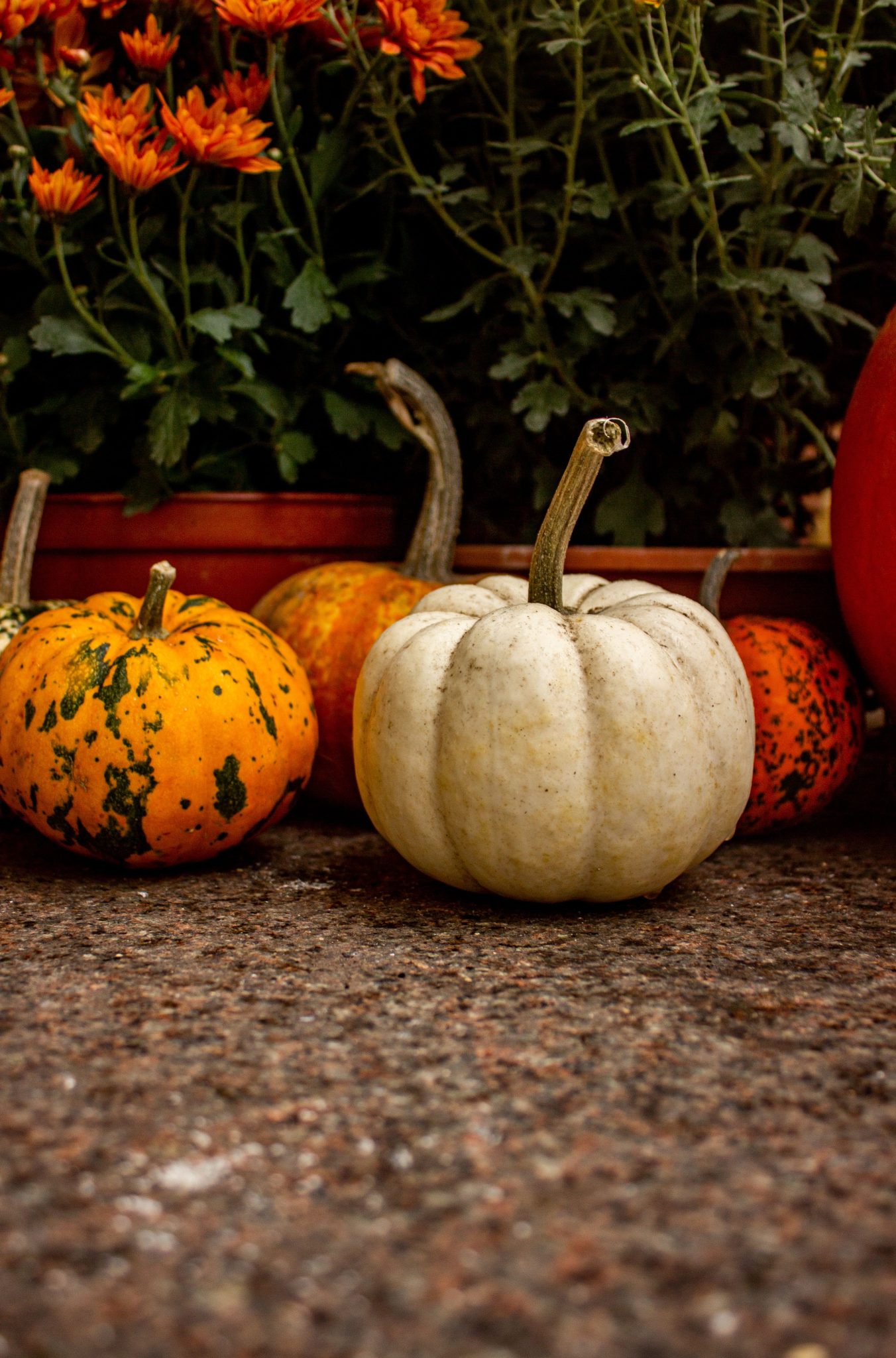 A vibrant autumn display of various pumpkins and flowers, showcasing seasonal beauty.