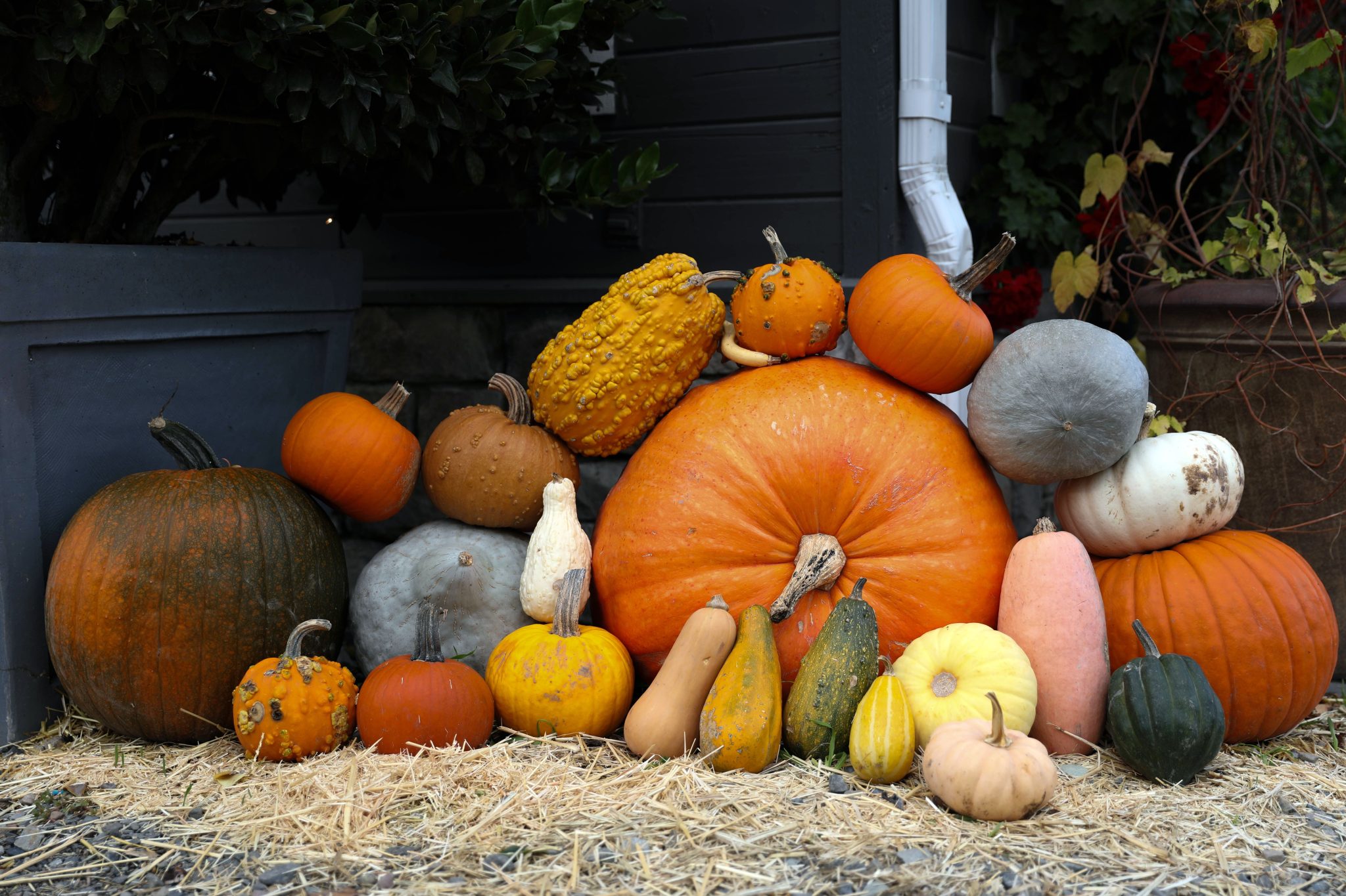 A vibrant collection of pumpkins and gourds showcasing autumn's bounty.