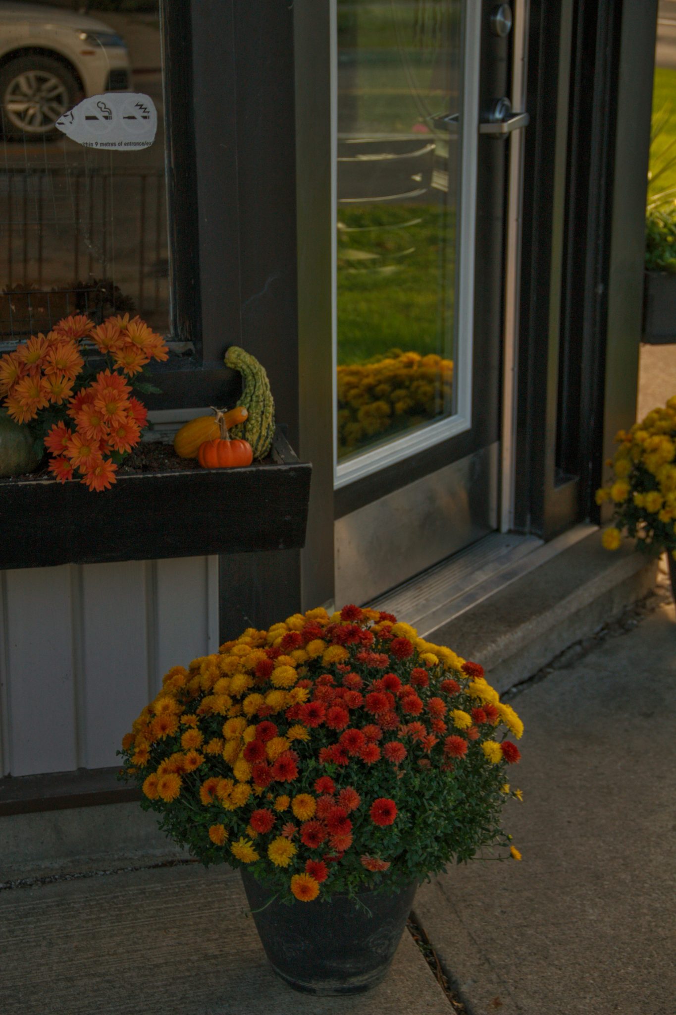 Autumn mums and gourds displayed outside building entrance