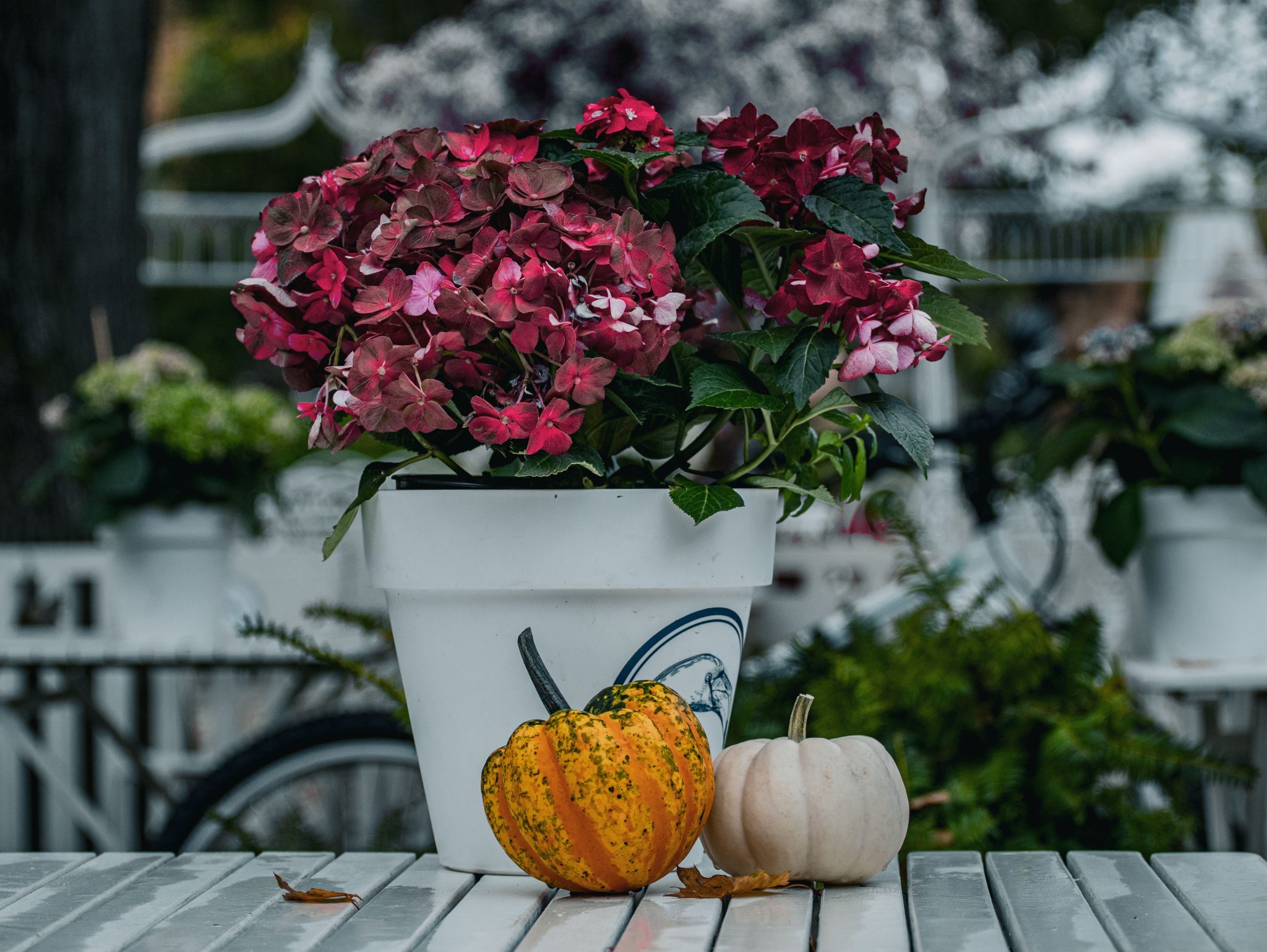 Blooming hydrangea and vibrant pumpkins on a table, creating a fall atmosphere.