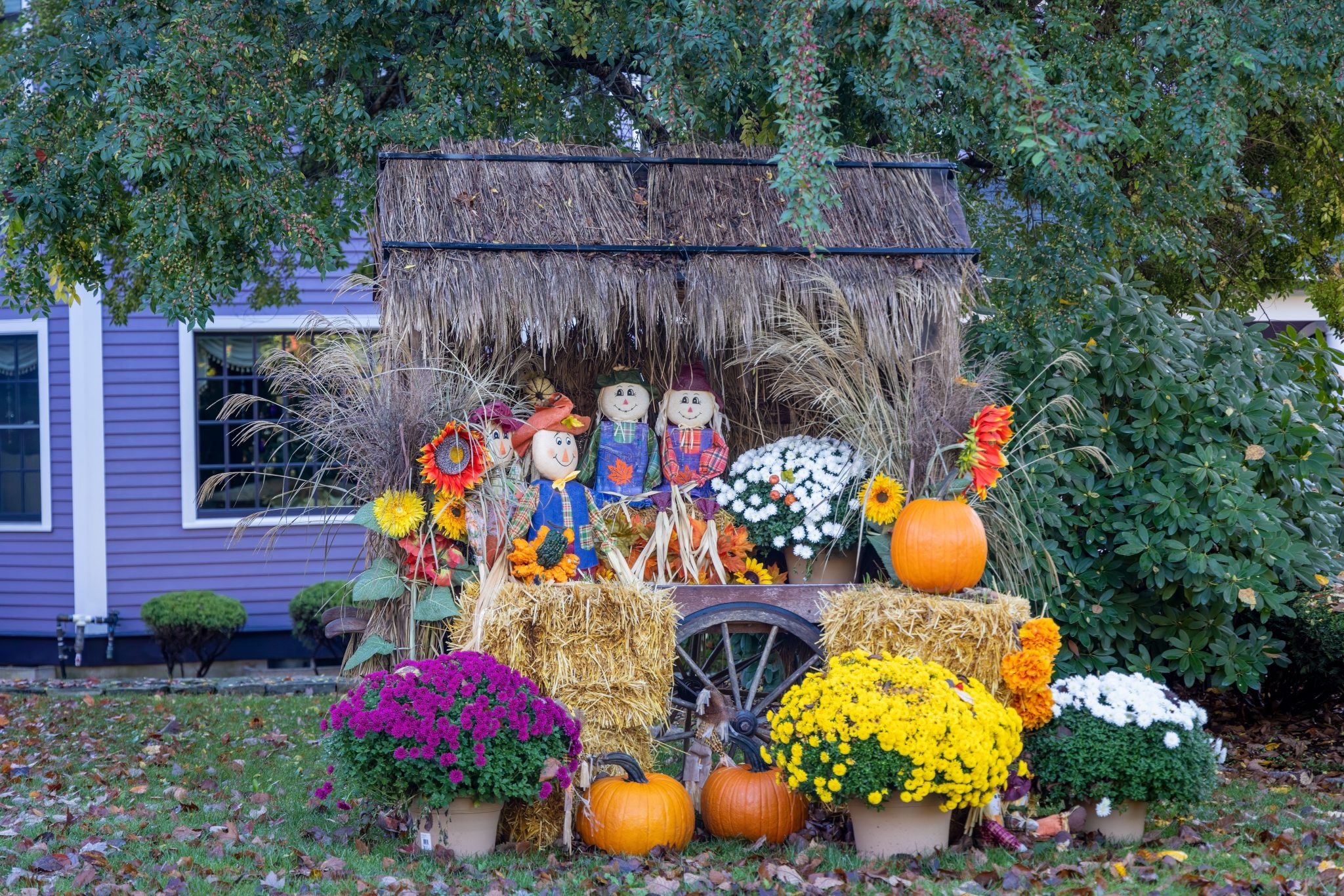Charming fall-themed arrangement with scarecrows, pumpkins, and colorful mums in Southborough, MA garden.