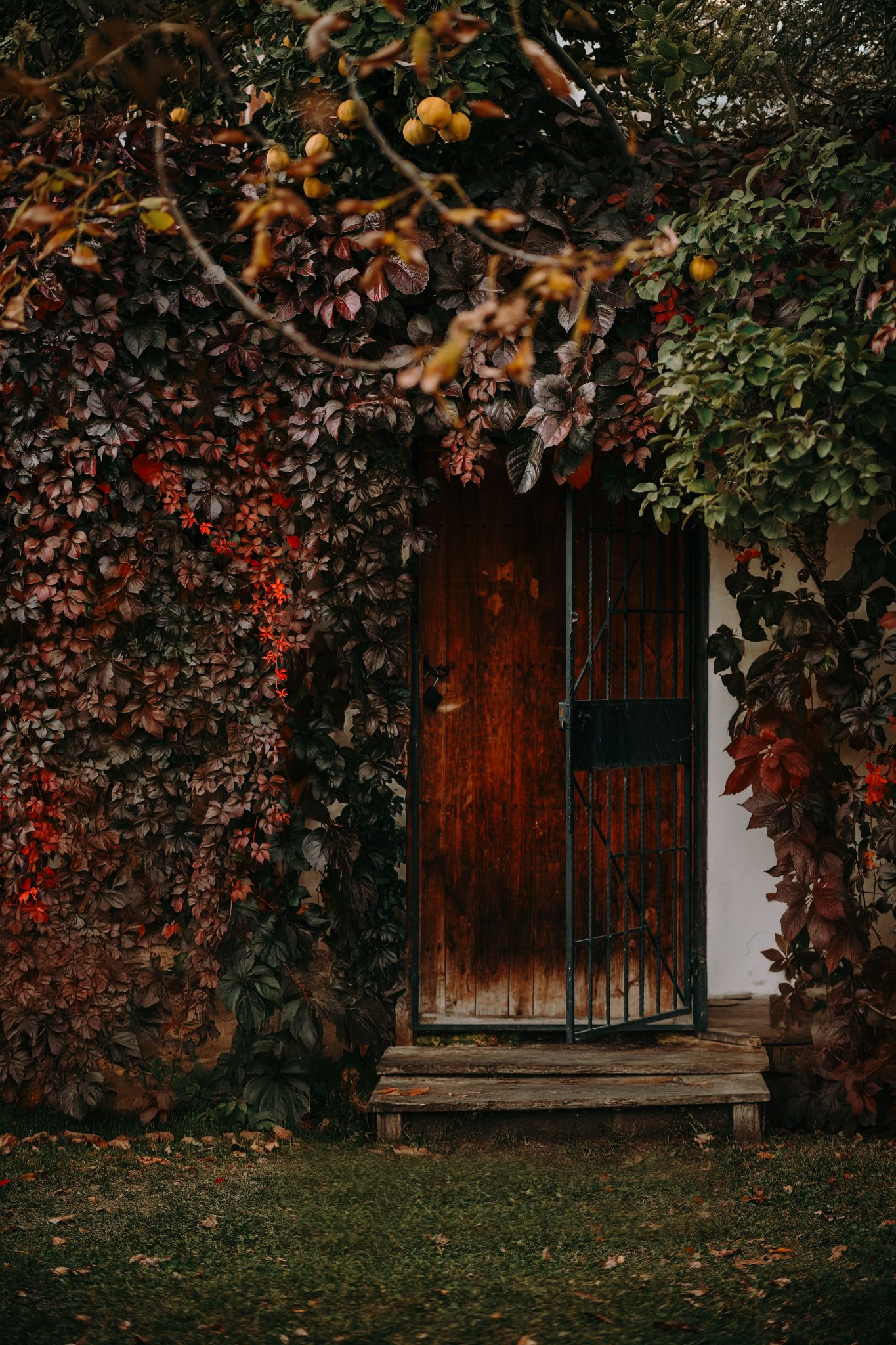 Charming wooden door framed by vibrant autumn foliage, conveying a warm, rustic atmosphere.