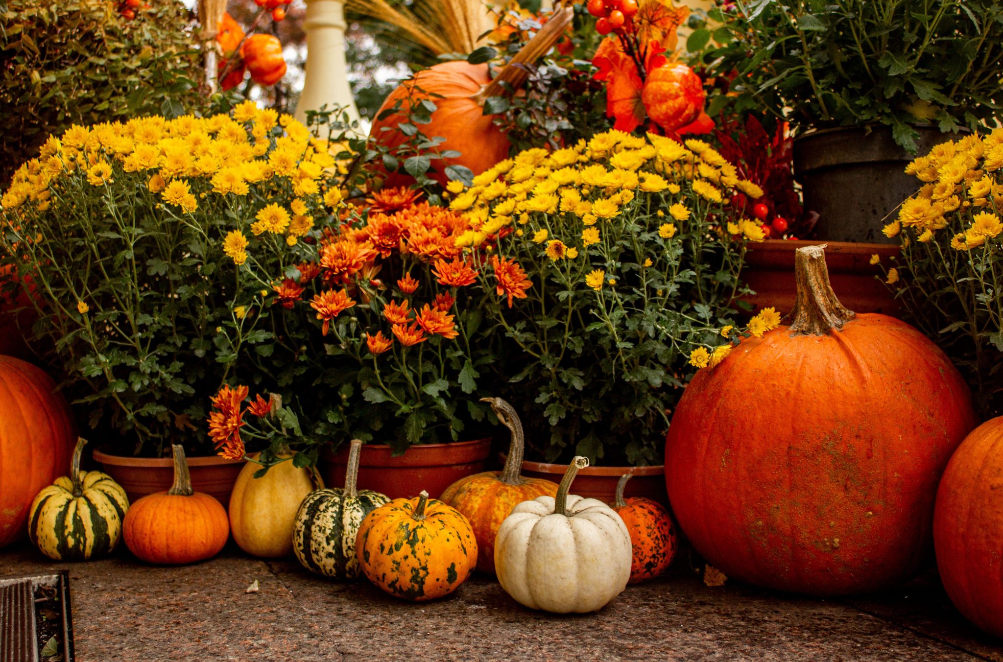 Colorful autumn arrangement featuring pumpkins and chrysanthemums, perfect for seasonal decor ideas.