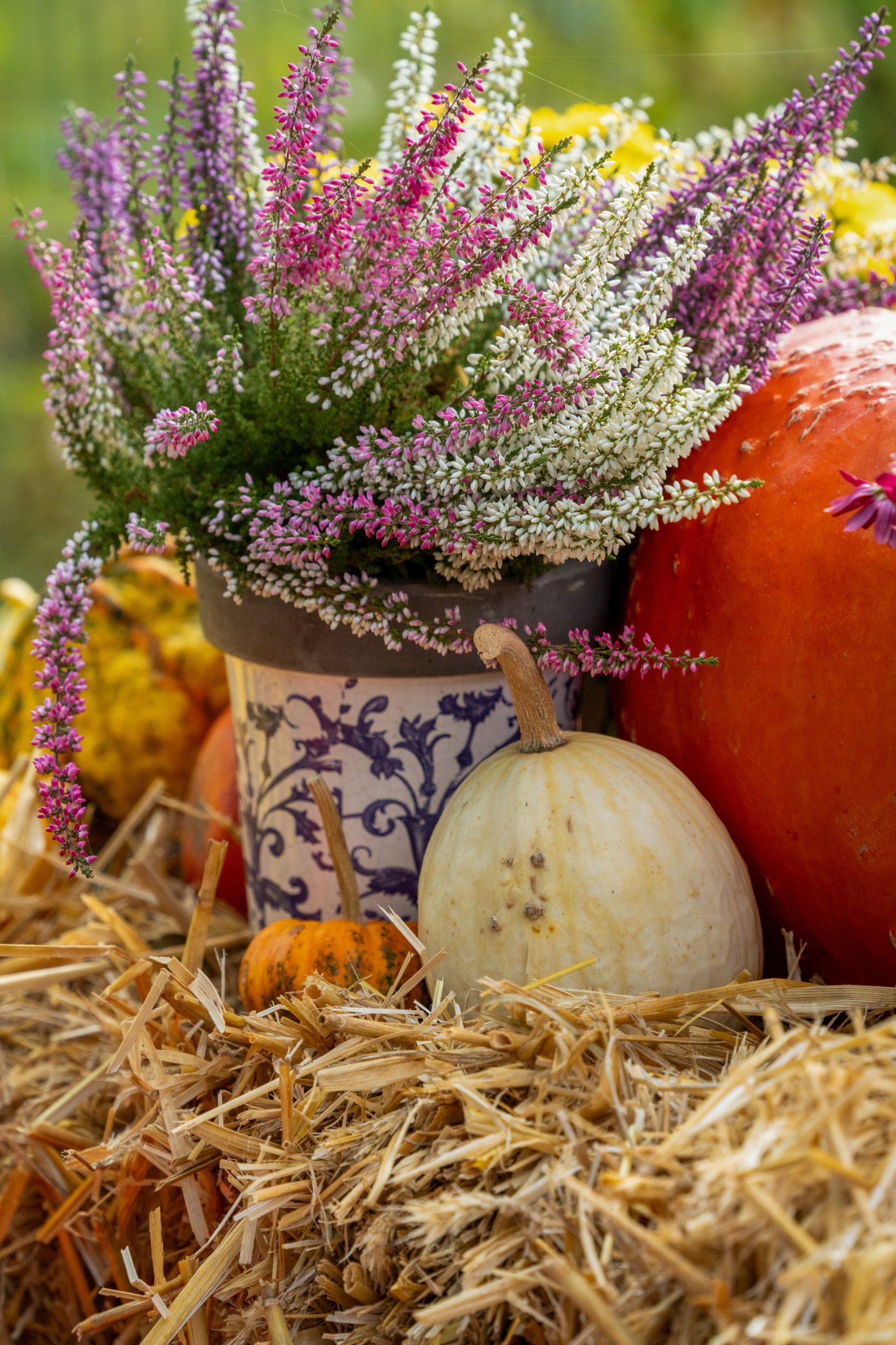 Colorful autumn harvest display with pumpkins and heather flowers on straw bale.