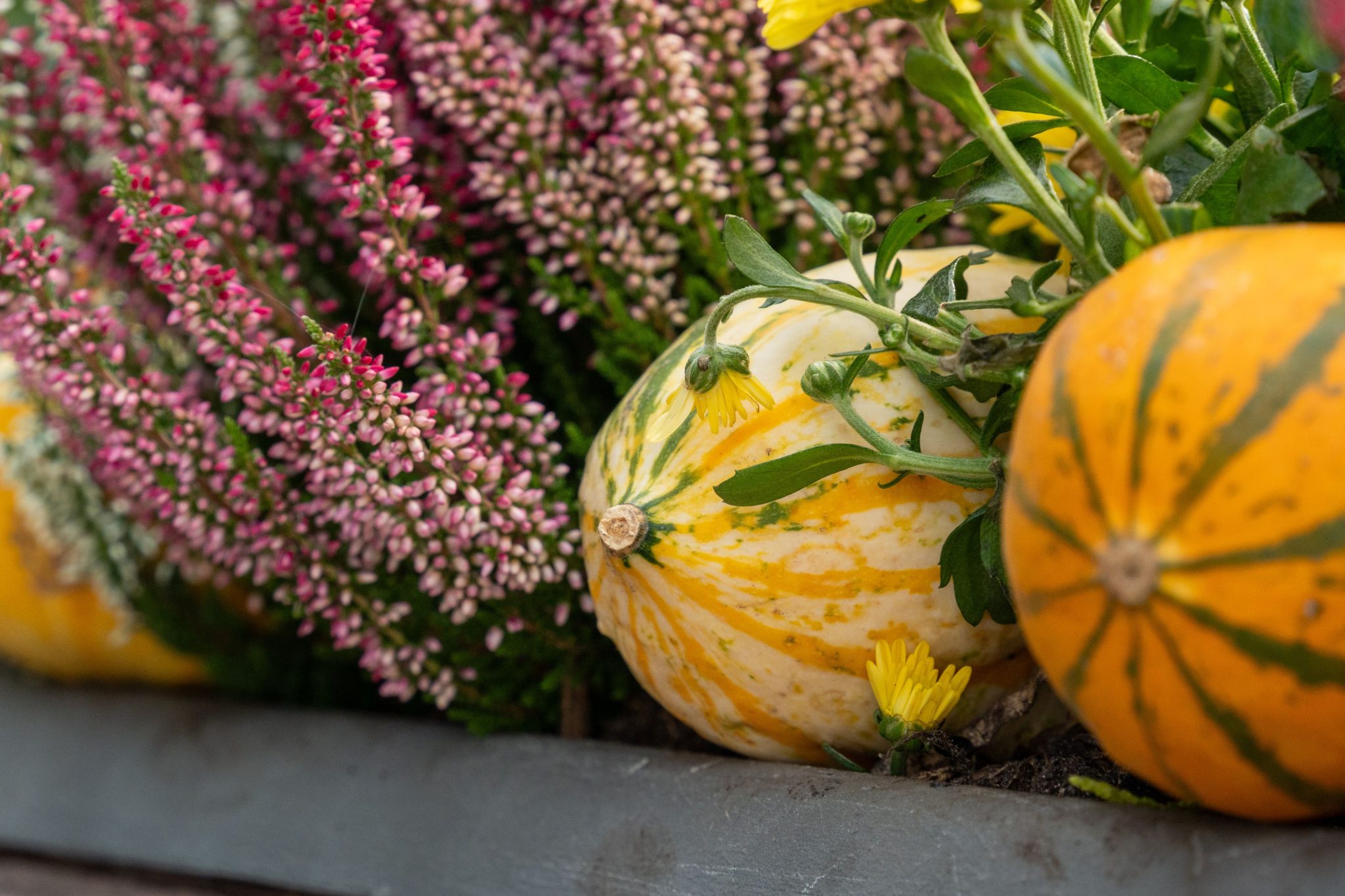 Colorful pumpkins and flowers create a beautiful autumn arrangement, perfect for seasonal décor.