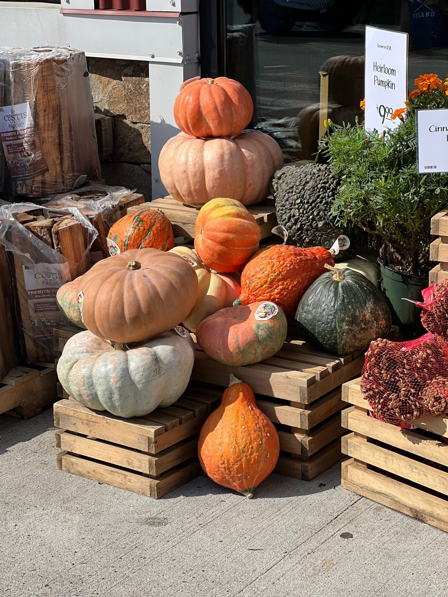 Colorful pumpkins and gourds arranged on crates outdoors in the sunlight.