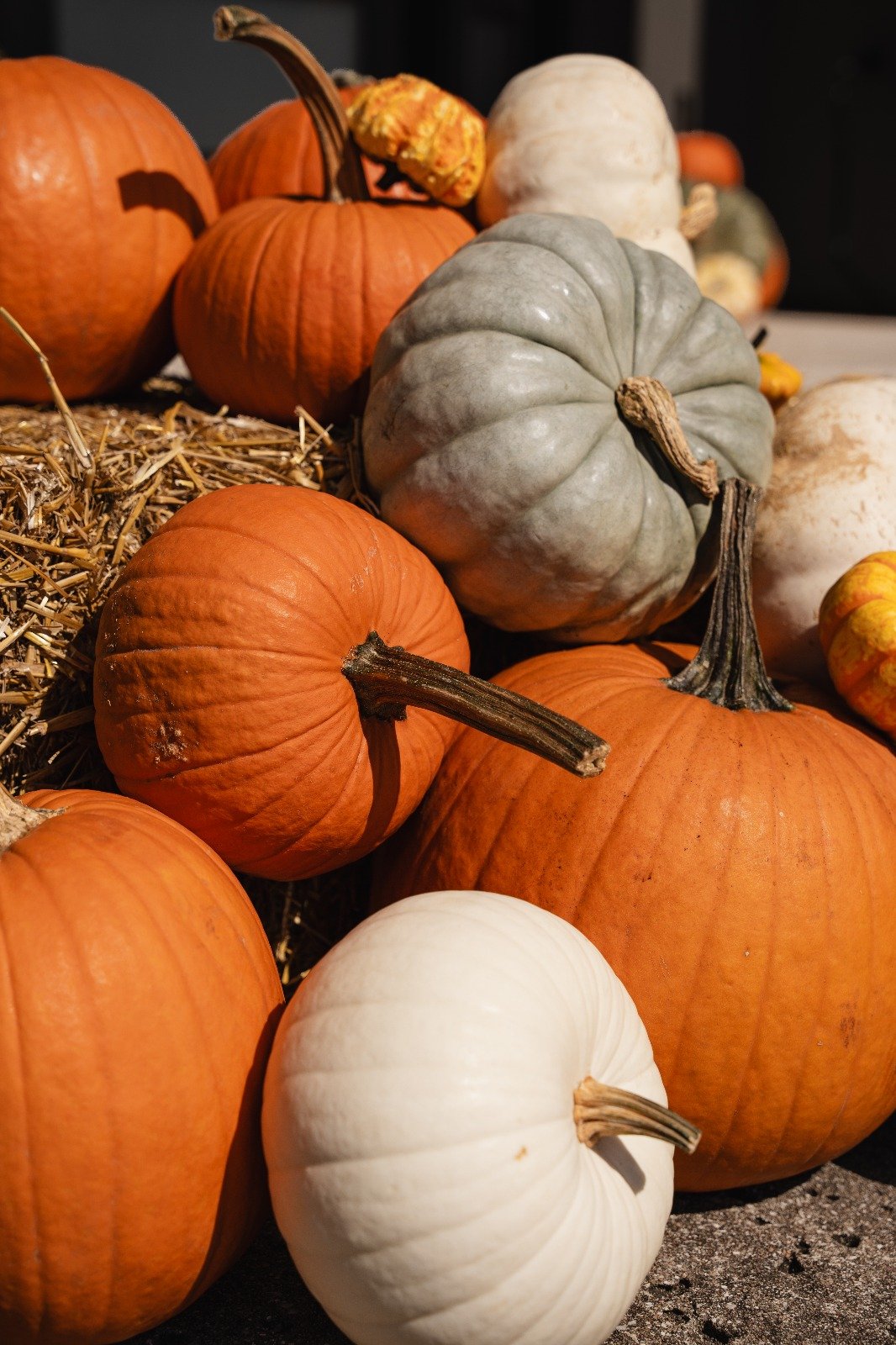 daneeppen@gmail.com - pumpkinsonporches.com