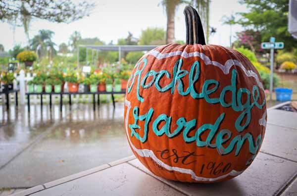 Heirloom Pumpkins and Gourds: How to Grow Them in Central Florida + The Secret Behind Their Warty Texture - Rockledge Gardens