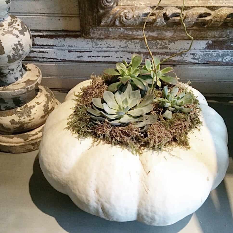 Pumpkin With Succulents Fall Table Centerpieces Pumpkin Succulents Best Florist In Tacoma, Washington William's Flowers Same