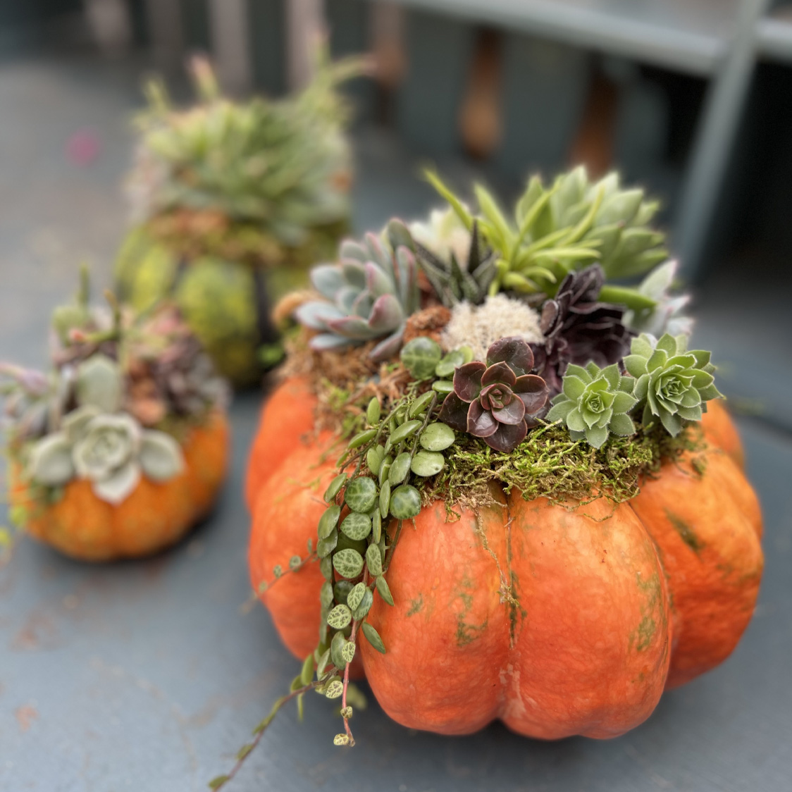 Pumpkin With Succulents Fall Table Centerpieces Pumpkin Succulents Best Florist In Tacoma, Washington William's Flowers Same