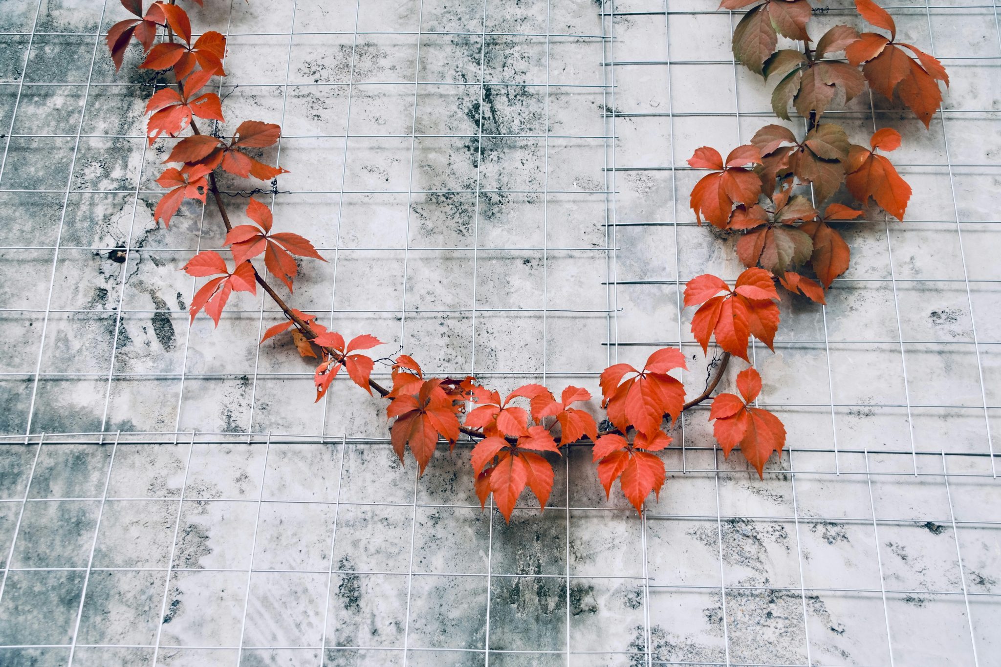 Red leaves climbing a textured wall