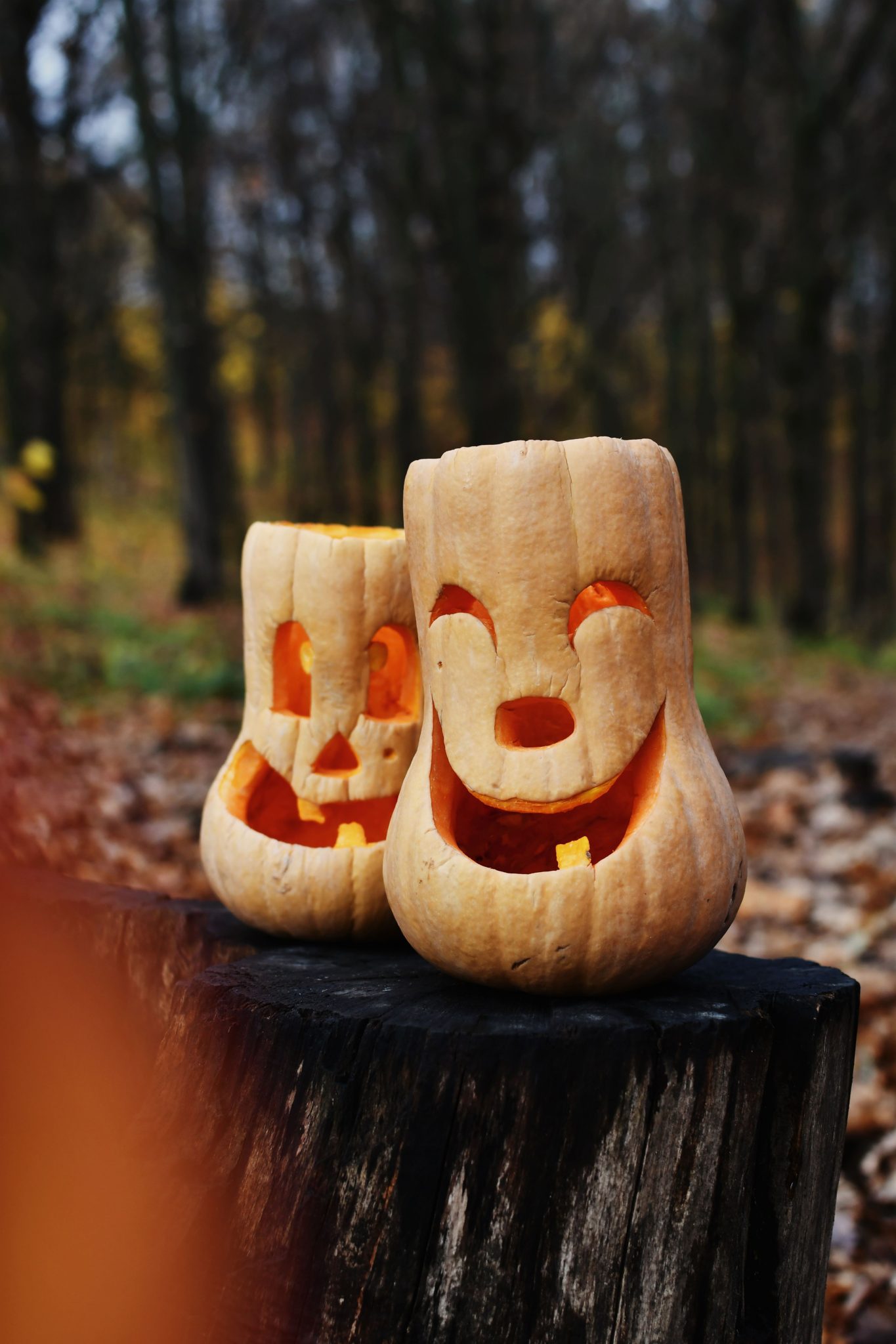 Spooky carved pumpkins on a tree stump in an autumn forest, perfect for Halloween themes.