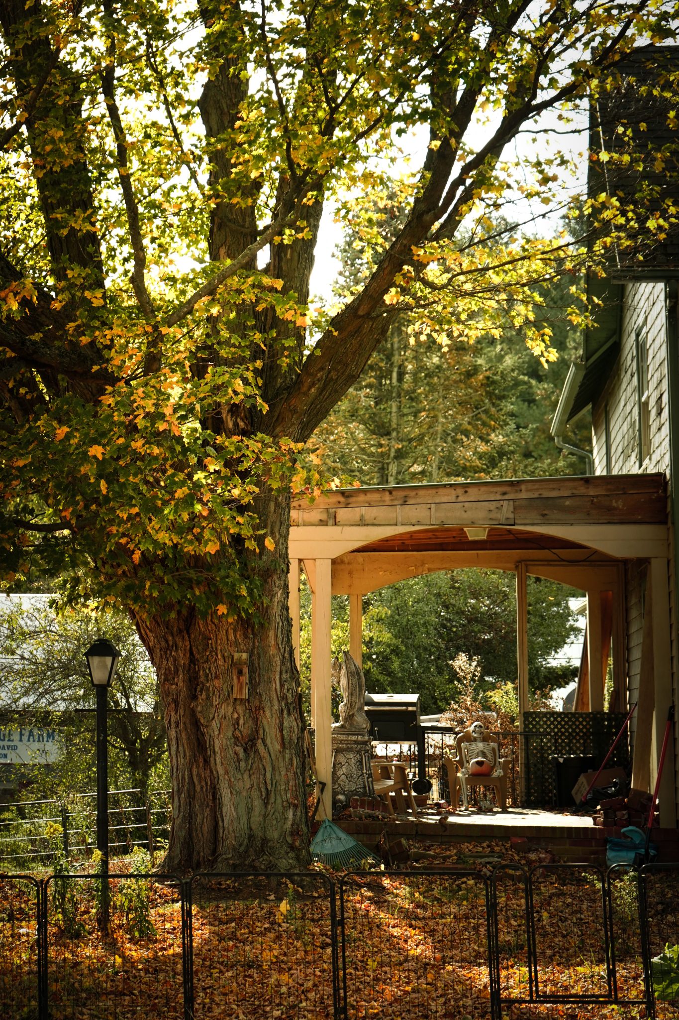 Sunlit porch beside a large tree in autumn, featuring golden leaves and a rustic ambiance.